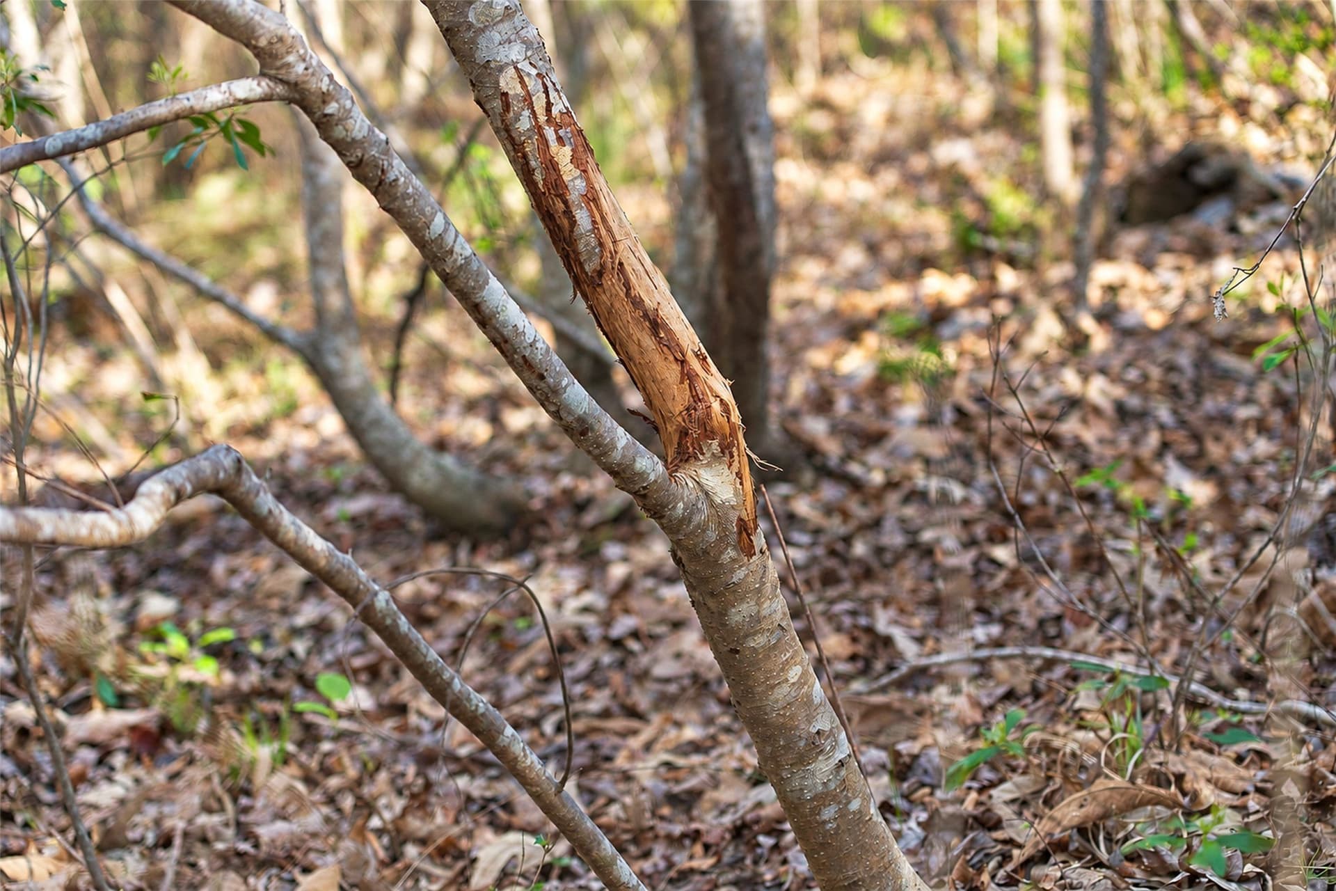 300.71 acres in Cherokee County - photo 7