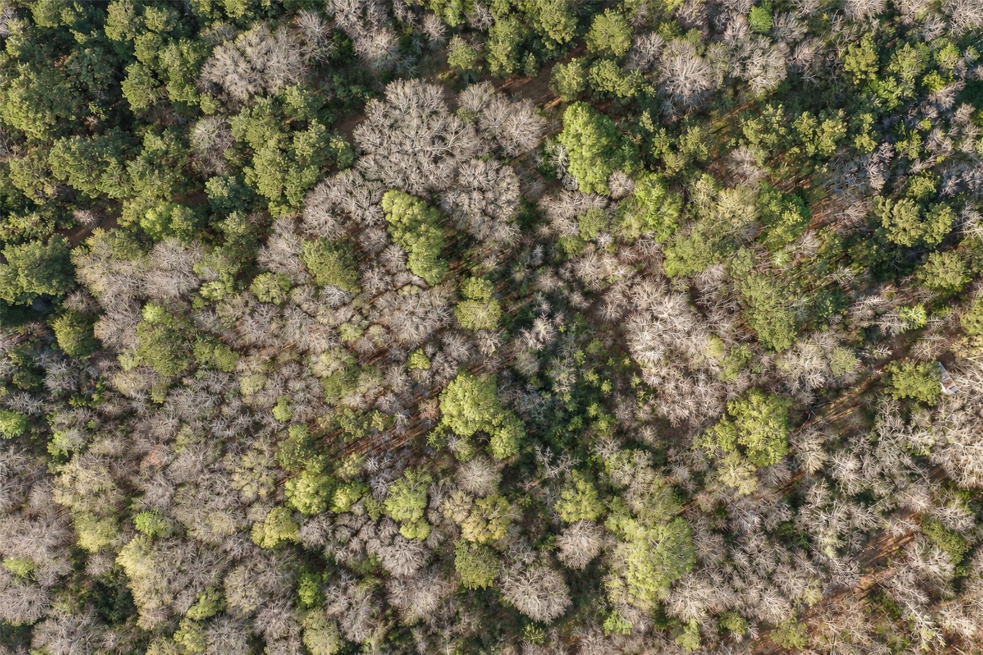 300.71 acres in Cherokee County - photo 8