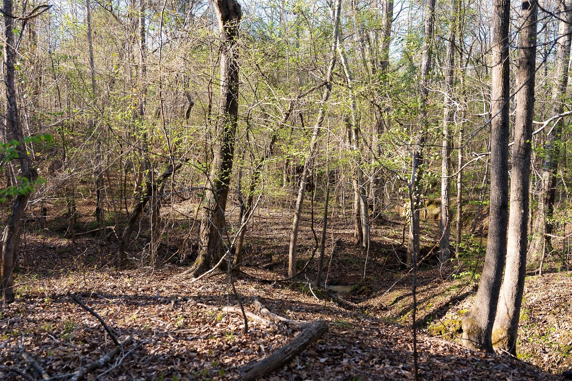300.71 acres in Cherokee County gallery image 2