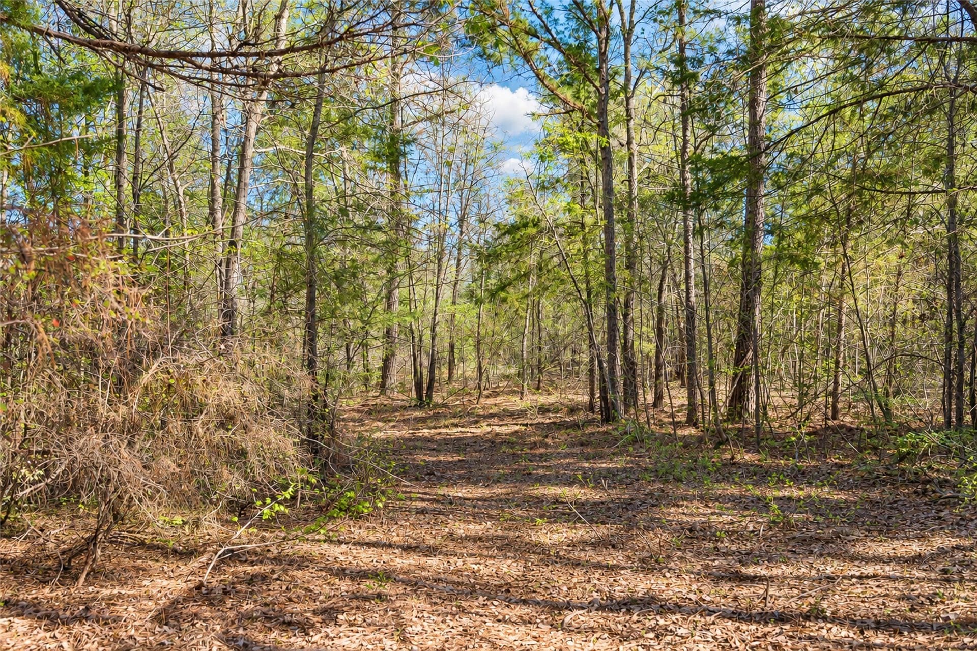 300.71 acres in Cherokee County - photo 34