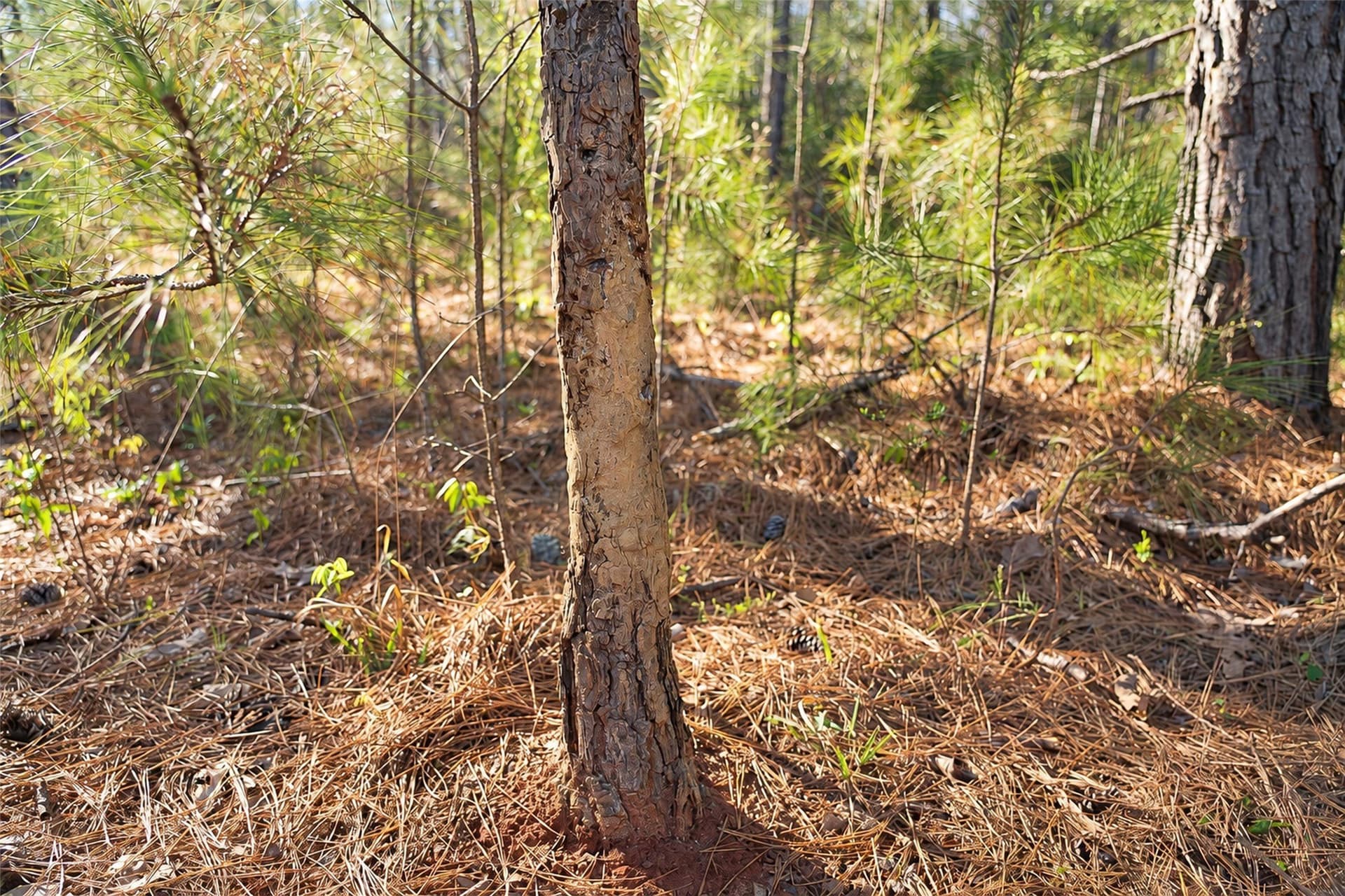 300.71 acres in Cherokee County - photo 25