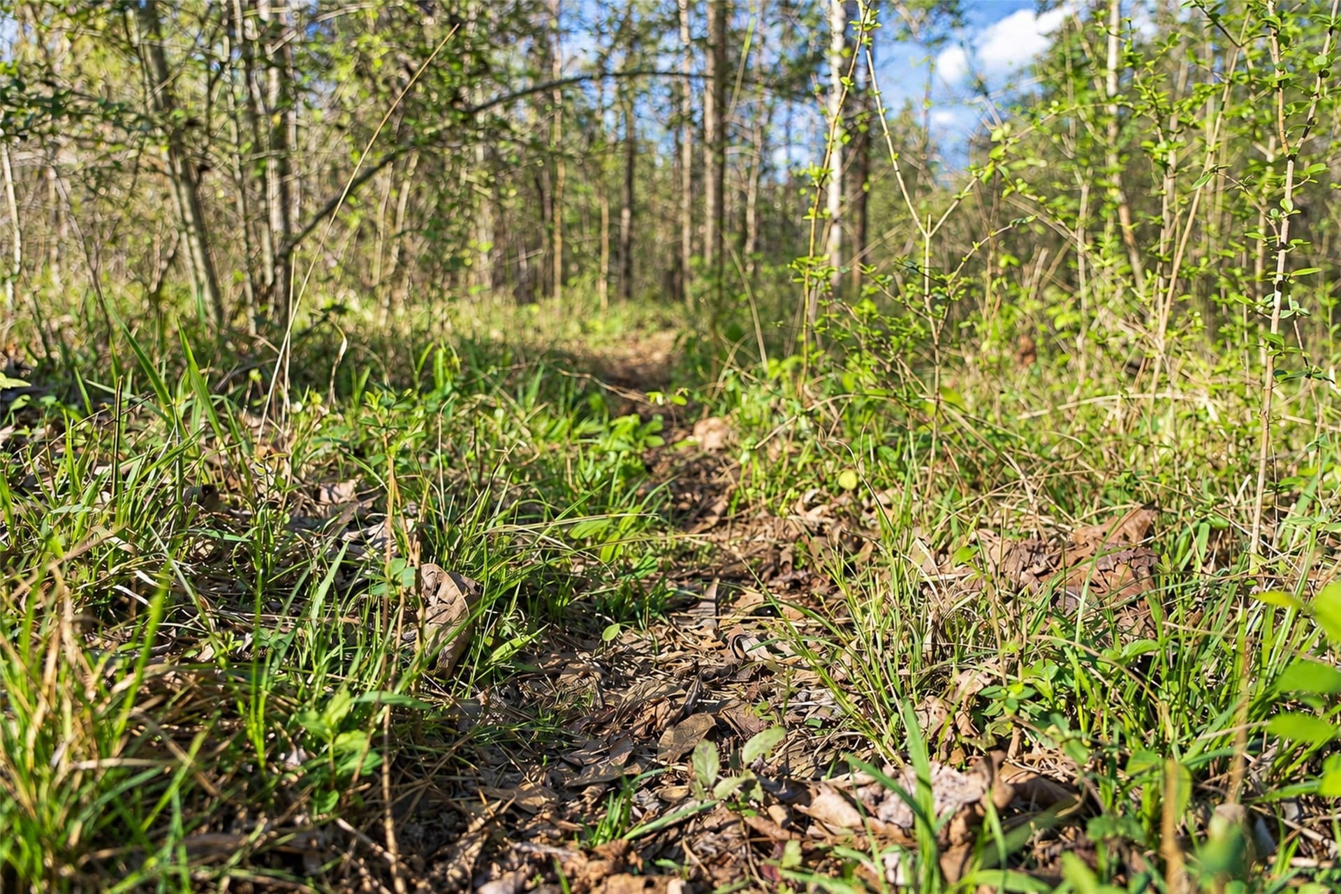 300.71 acres in Cherokee County - photo 16