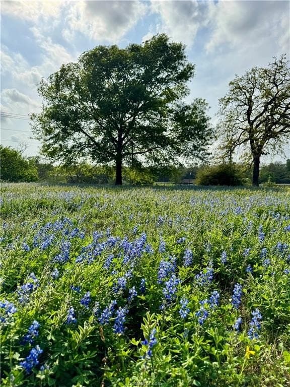 18.76 acres in Brazos County gallery image 3
