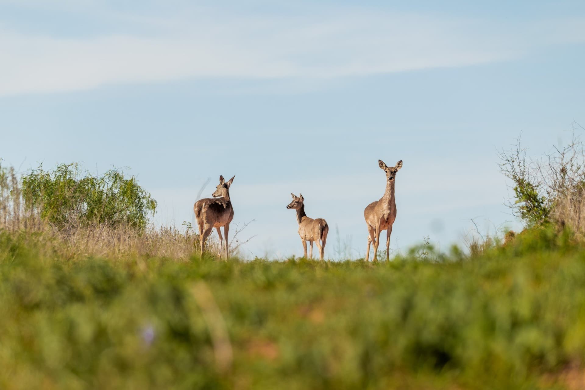 1,055 acres in Coleman County - photo 6