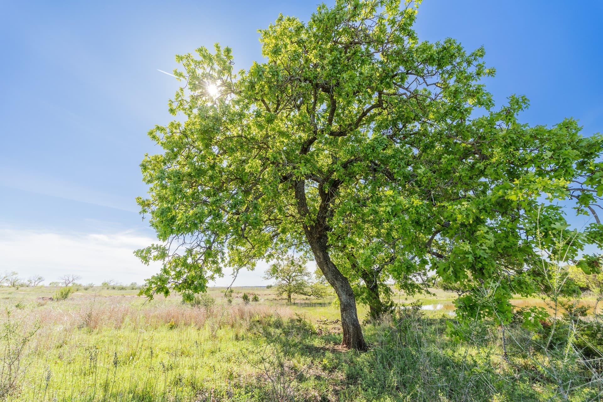 1,055 acres in Coleman County - photo 17