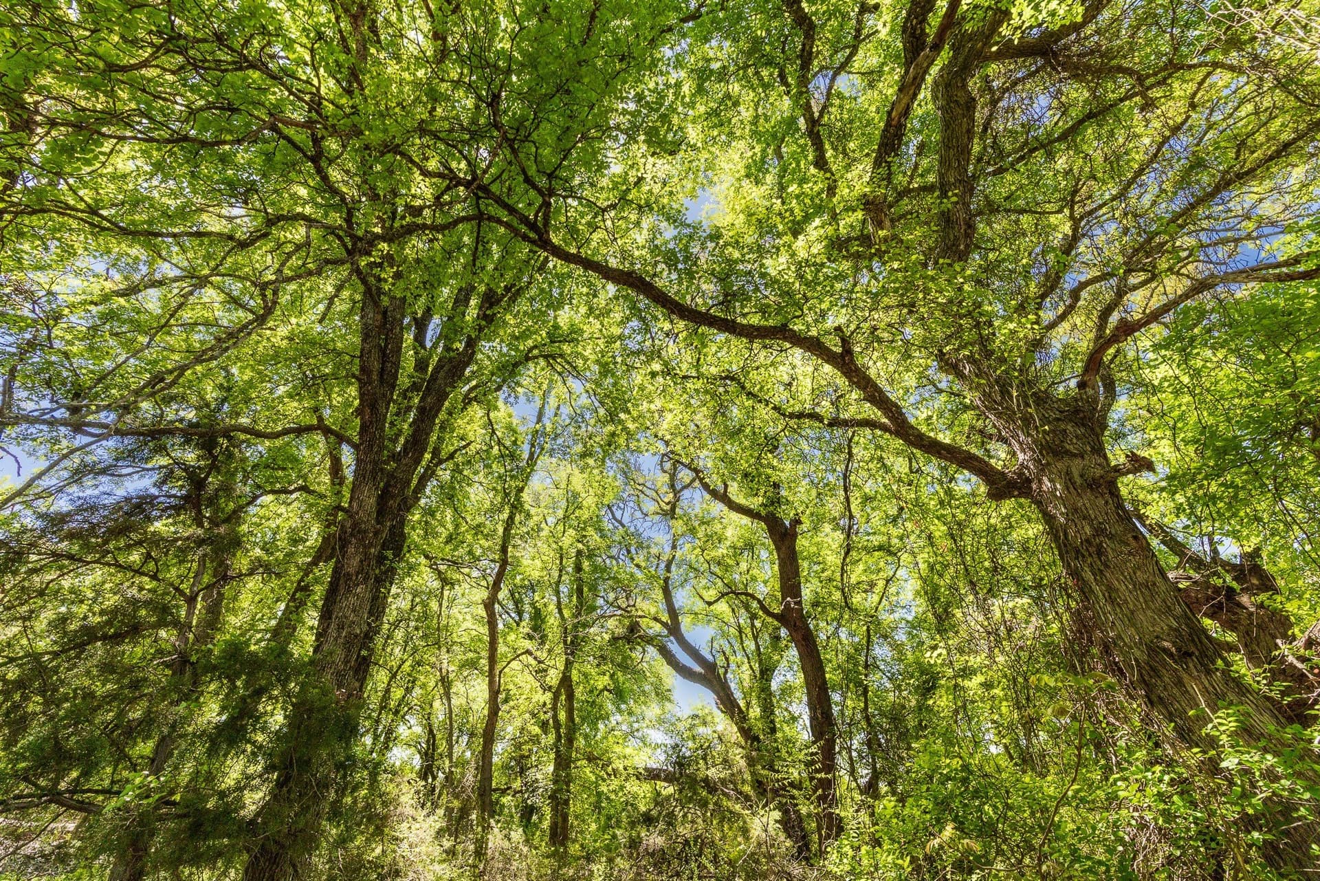 1,055 acres in Coleman County - photo 19