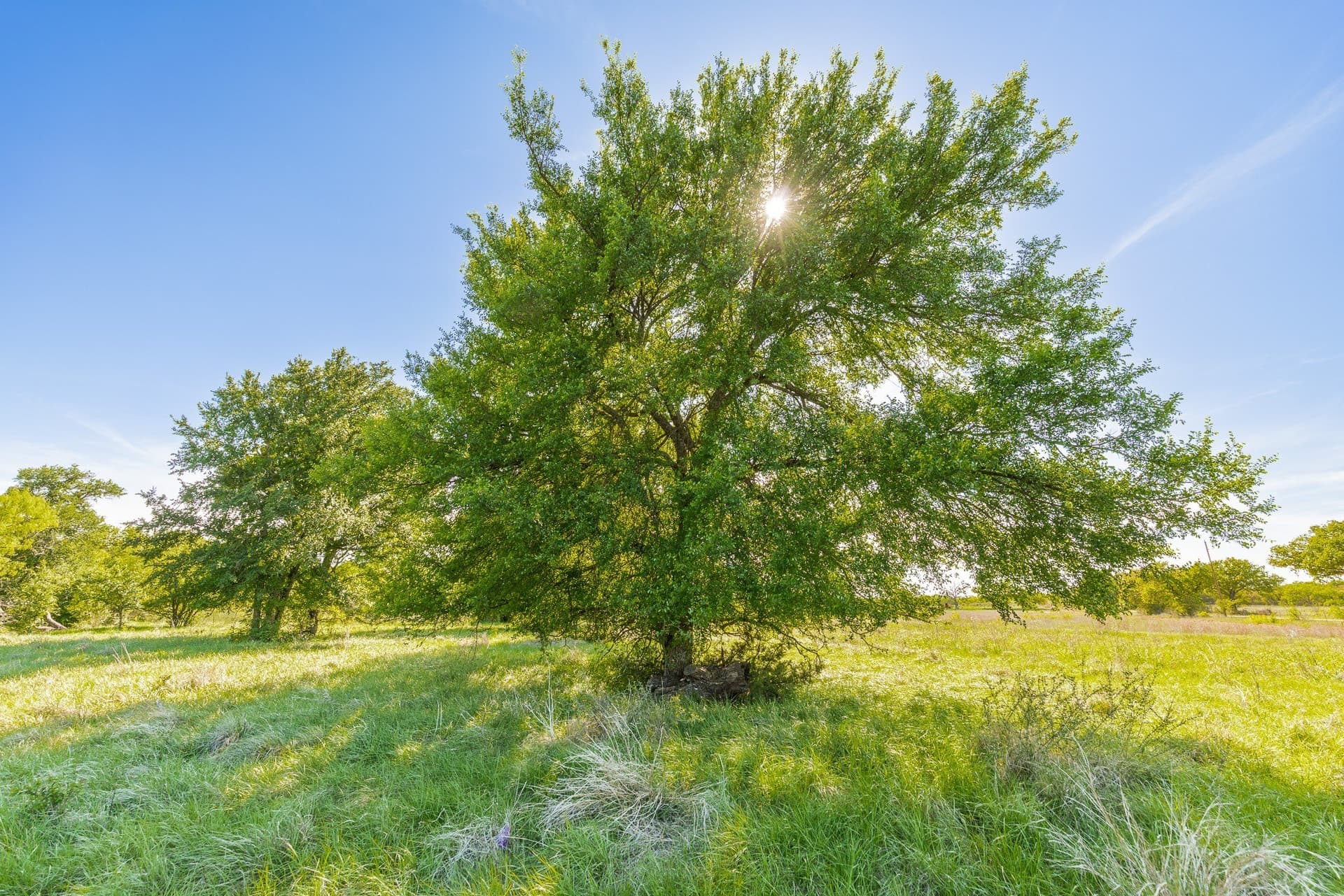 1,055 acres in Coleman County - photo 16