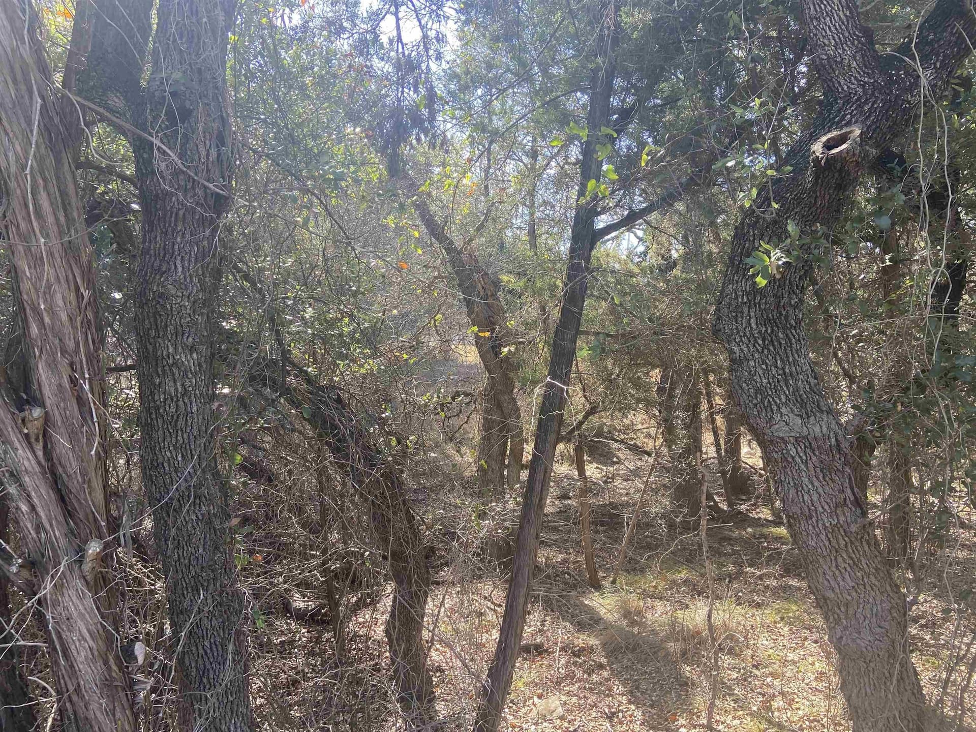 0.22 acres in Burnet County gallery image 3