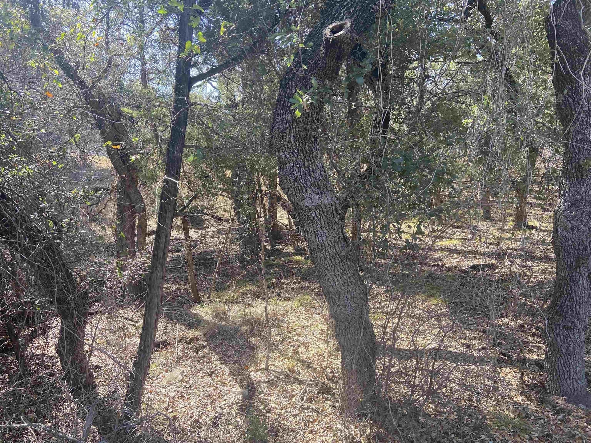 0.22 acres in Burnet County gallery image 4