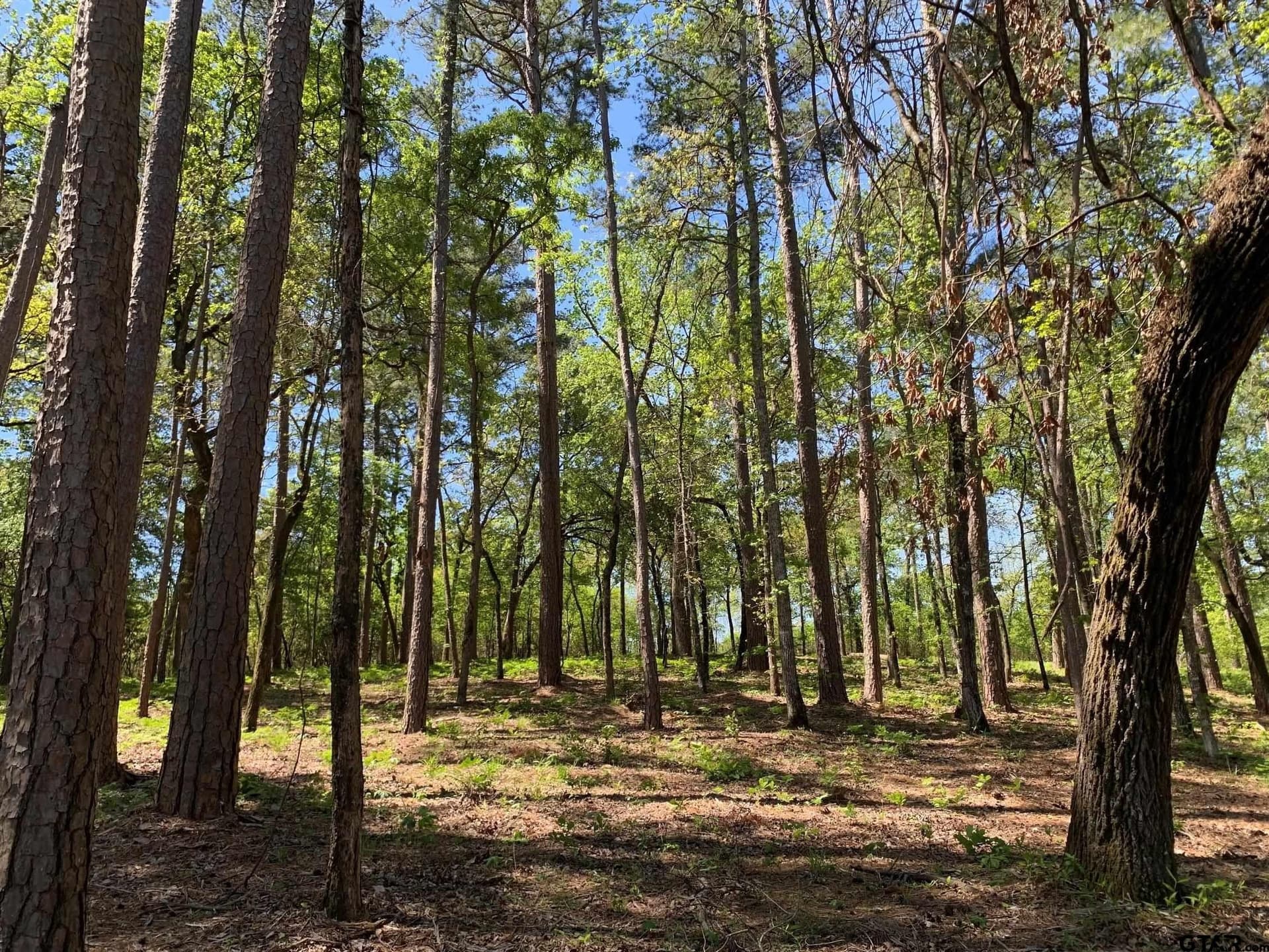 22.38 acres in Henderson County - photo 23