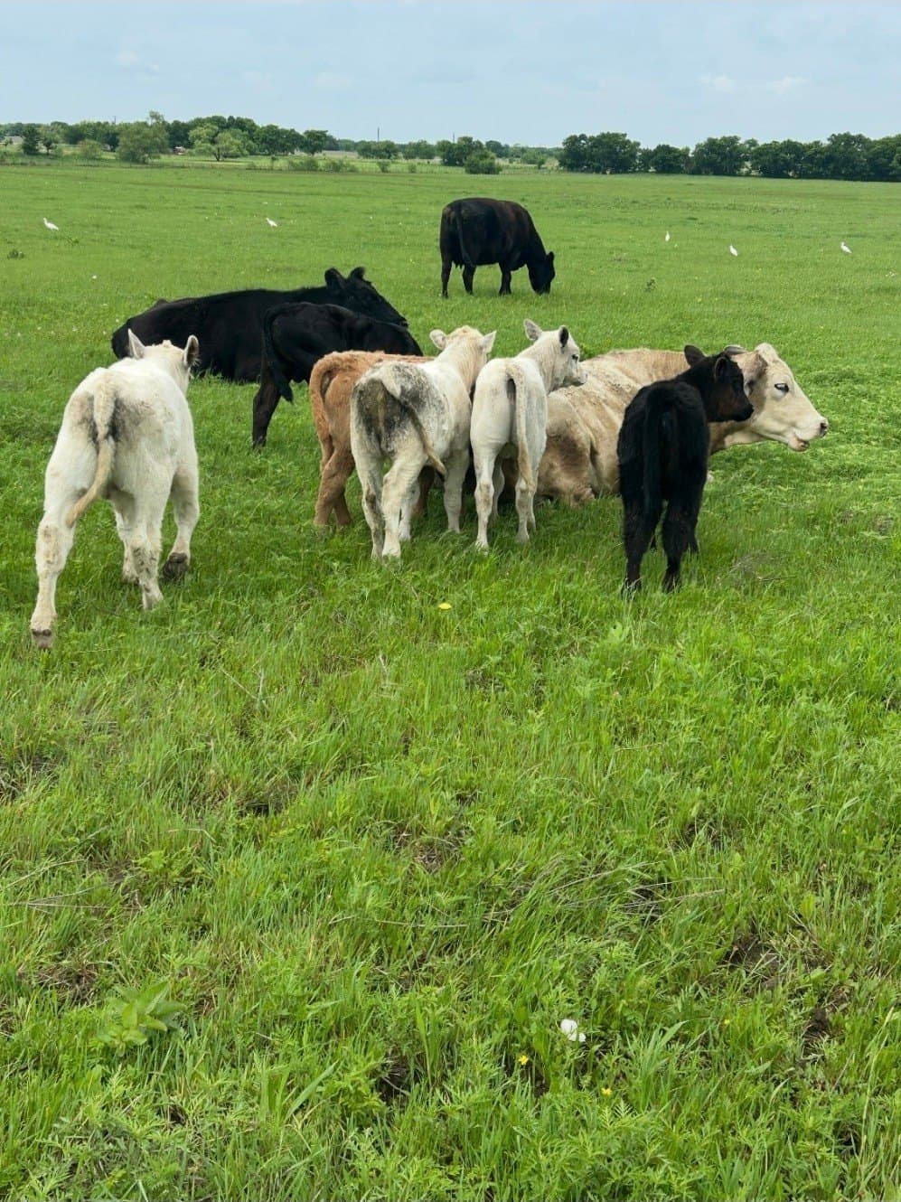10.5 acres in Grayson County - photo 5