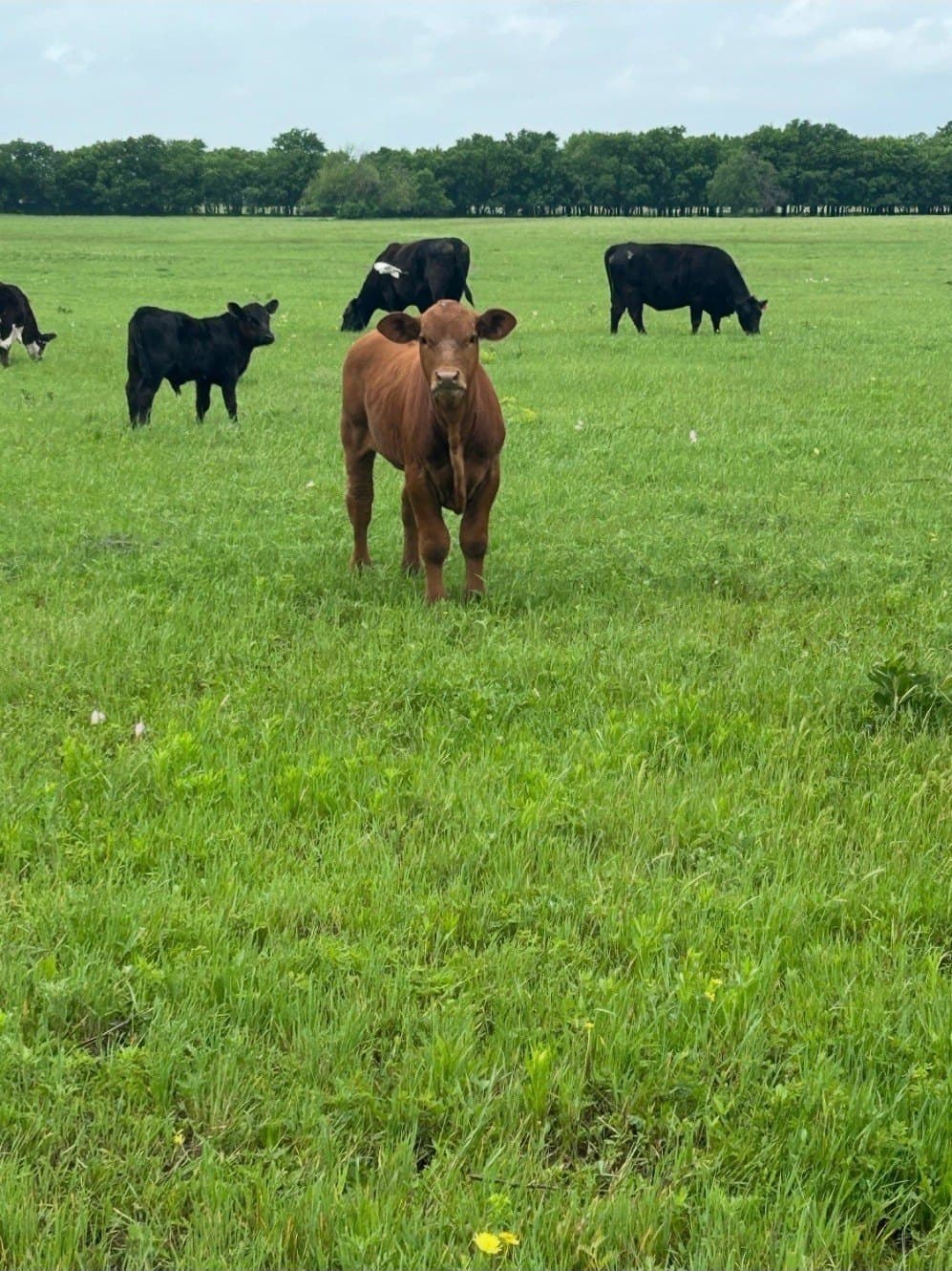 10.5 acres in Grayson County - photo 6