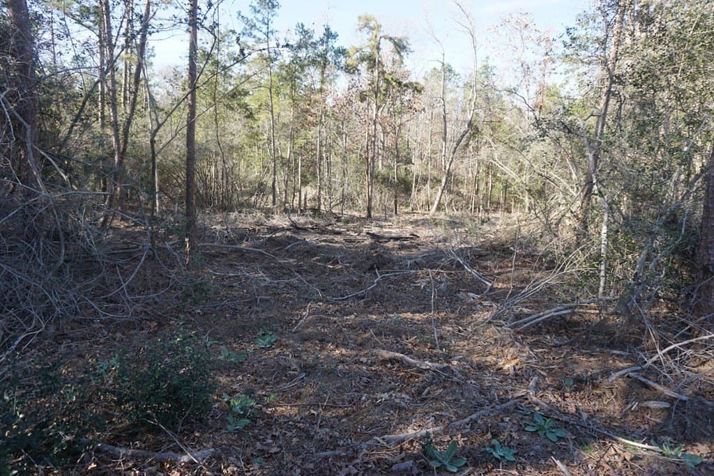 16.92 acres in LEON County - photo 6