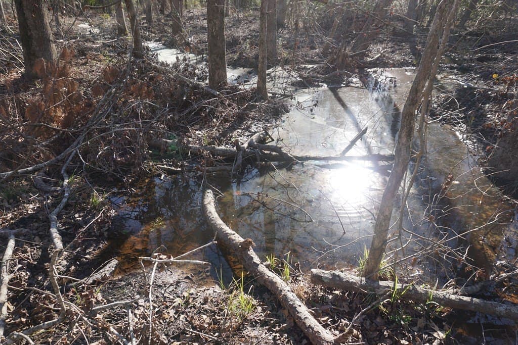 16.92 acres in LEON County gallery image 3