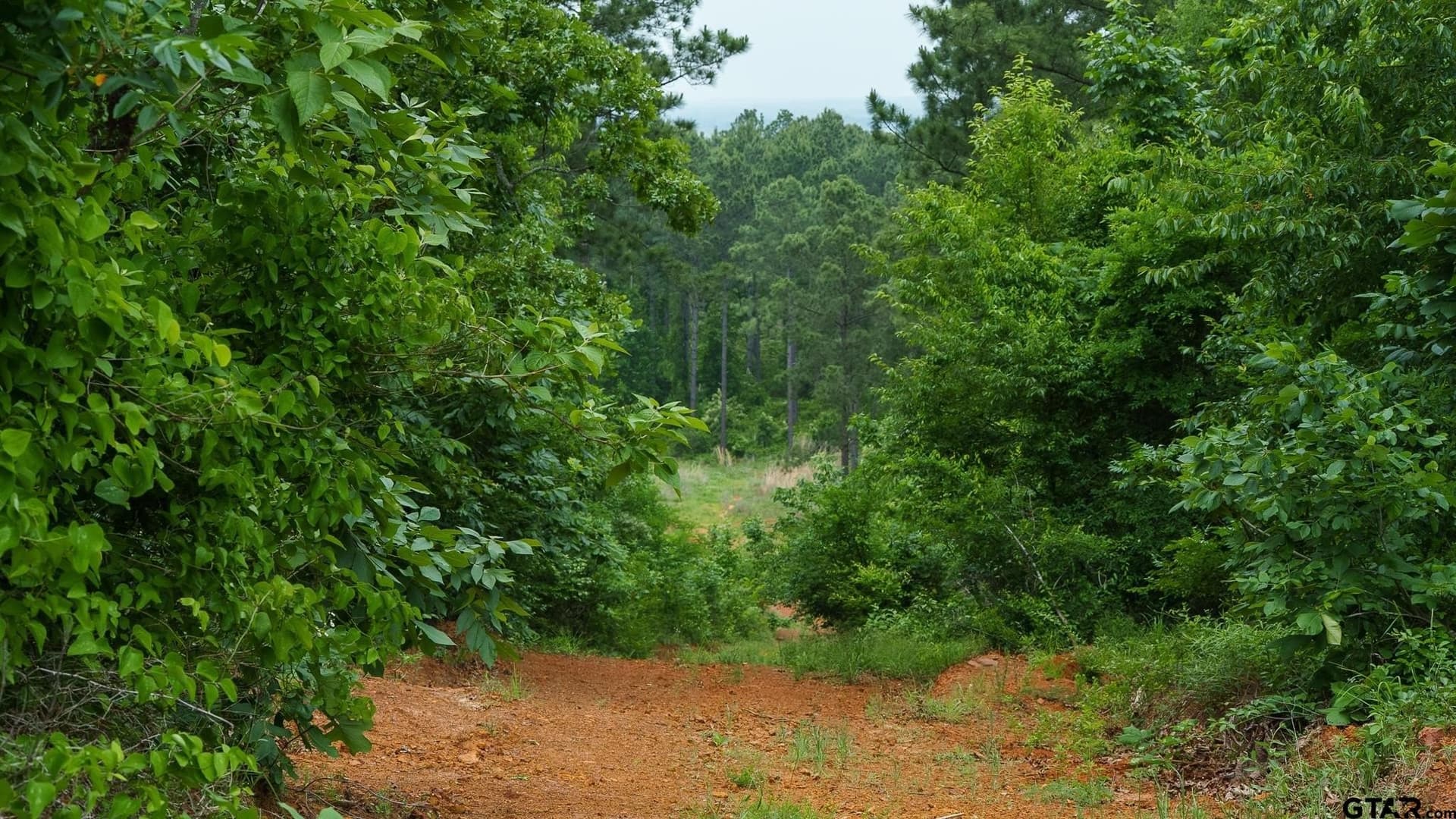 699.2 acres in Van Zandt County gallery image 4