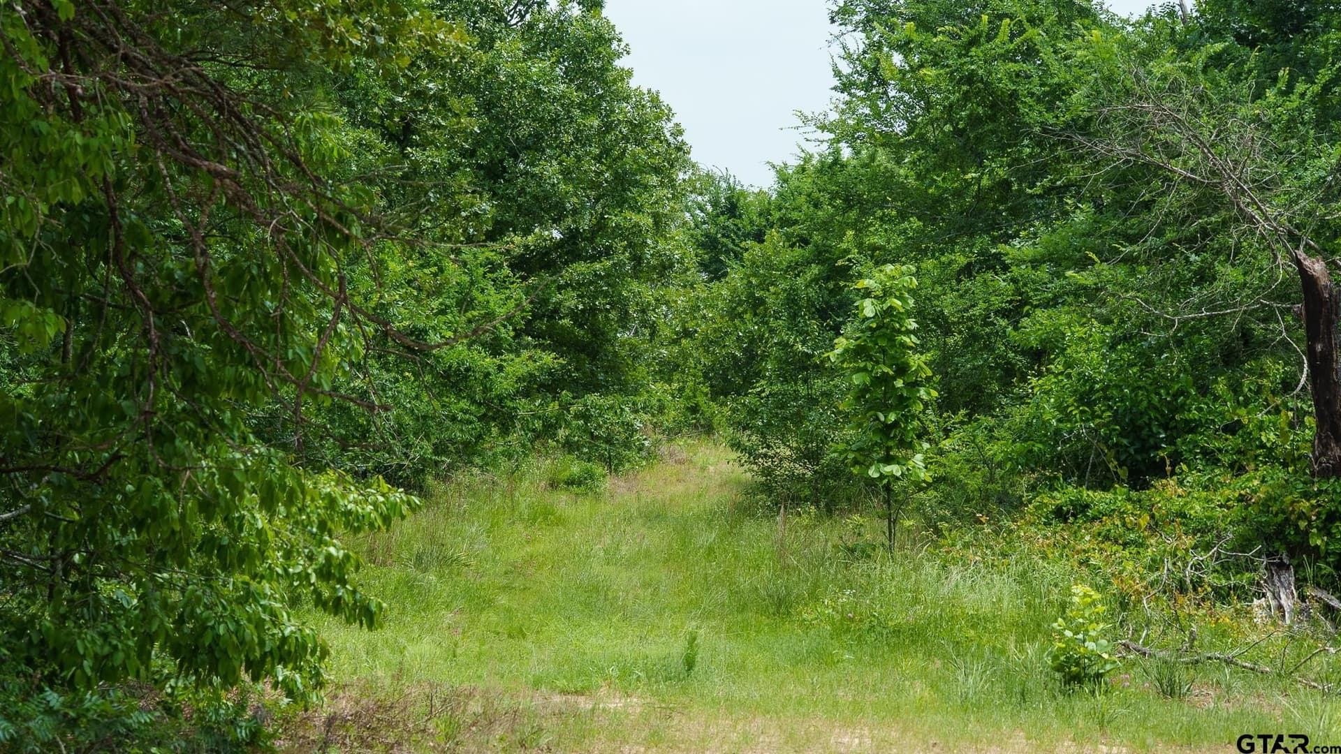 699.2 acres in Van Zandt County gallery image 3