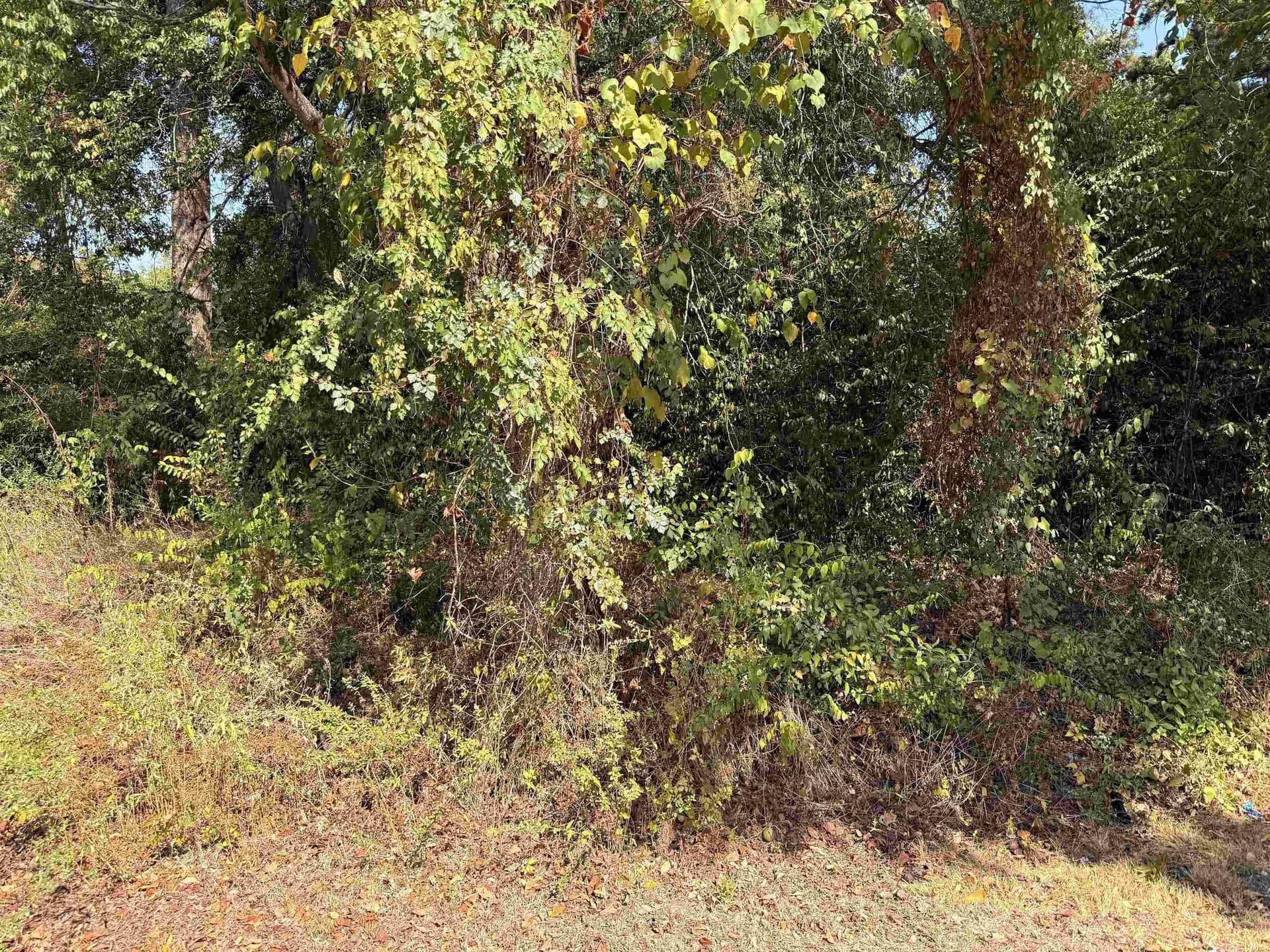 0.33 acres in Texas County - photo 3