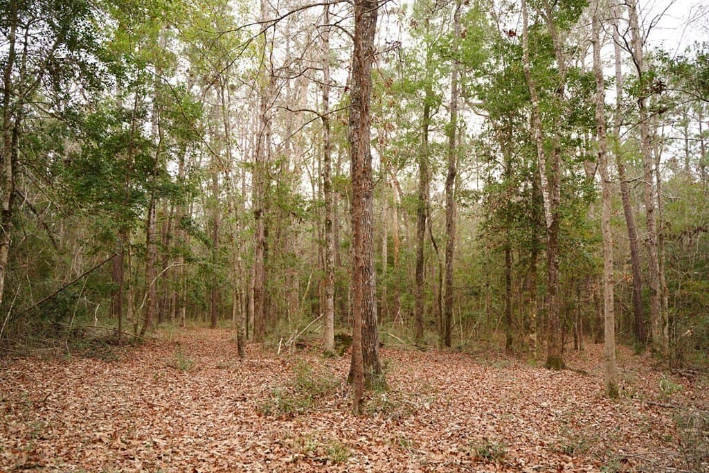 89 acres in Texas County - photo 19