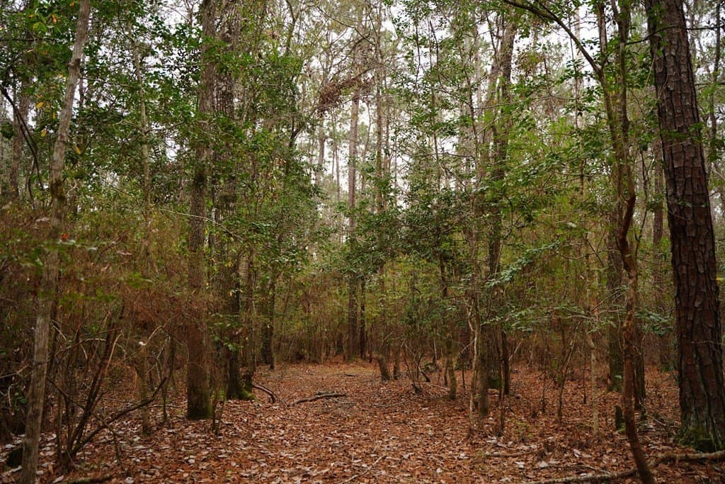 89 acres in Texas County - photo 23
