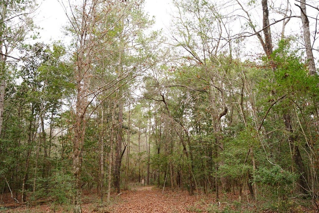 89 acres in Texas County - photo 17