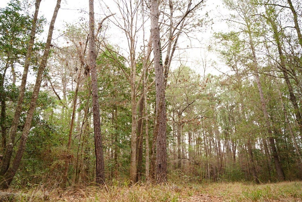89 acres in Texas County - photo 7