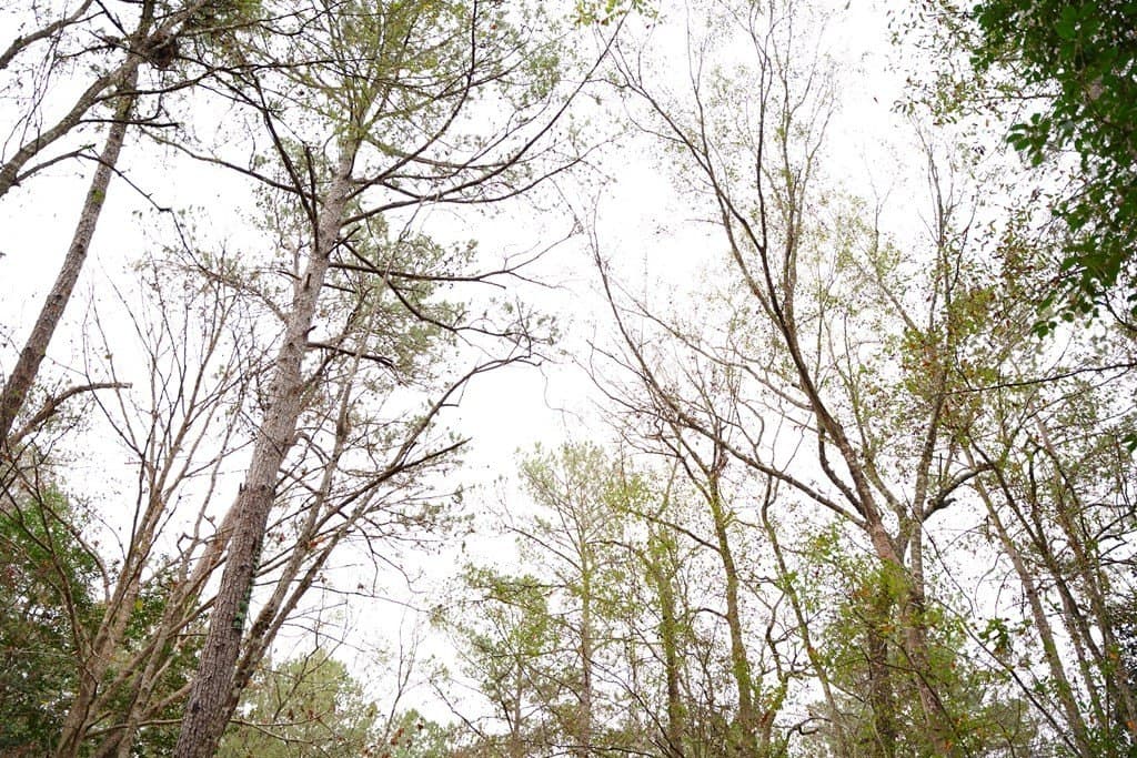 89 acres in Texas County - photo 22