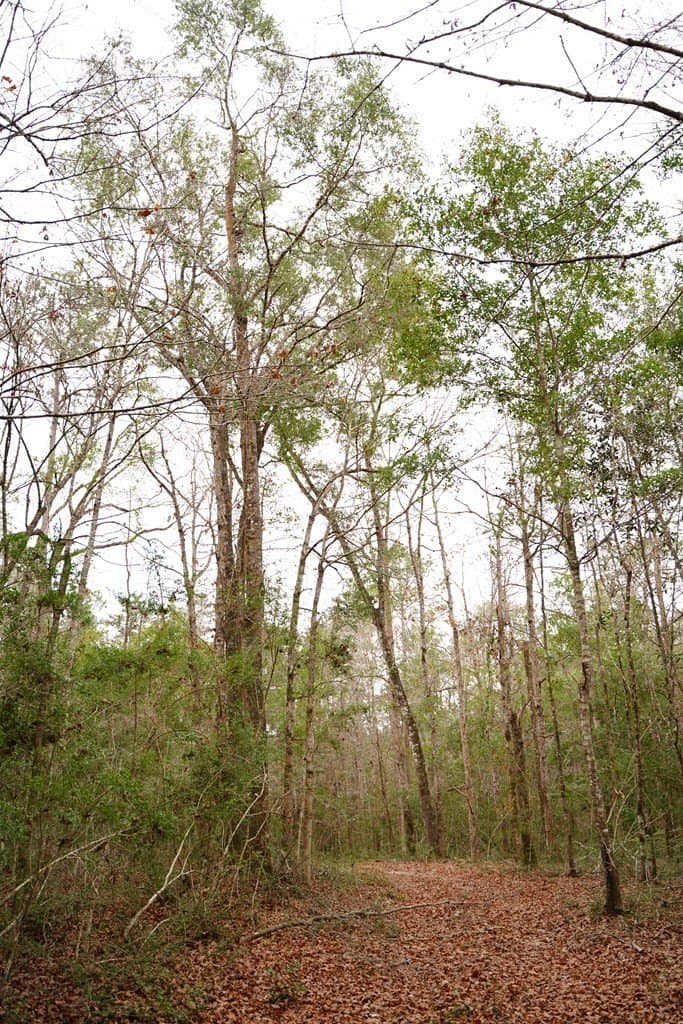 89 acres in Texas County - photo 14