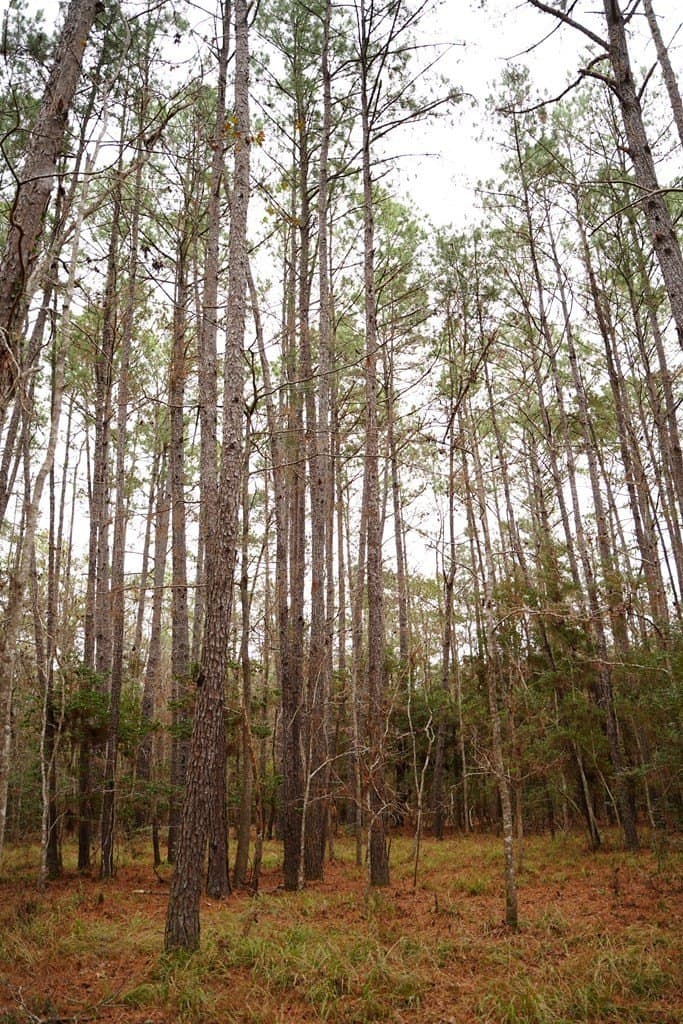 89 acres in Texas County - photo 12