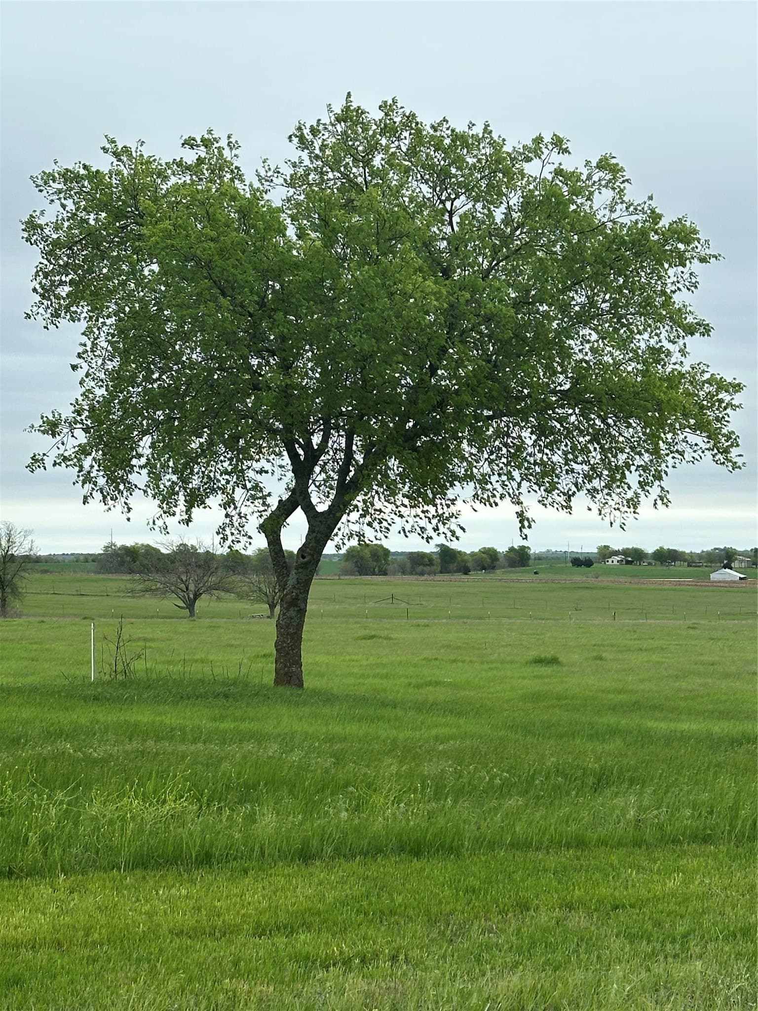 2 acres in Cooke County - photo 8