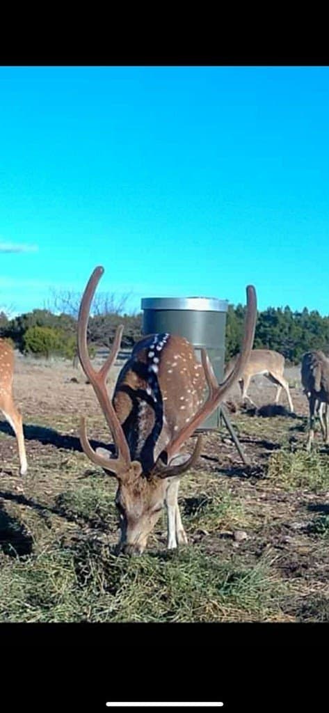 65 acres in Sutton County - photo 8