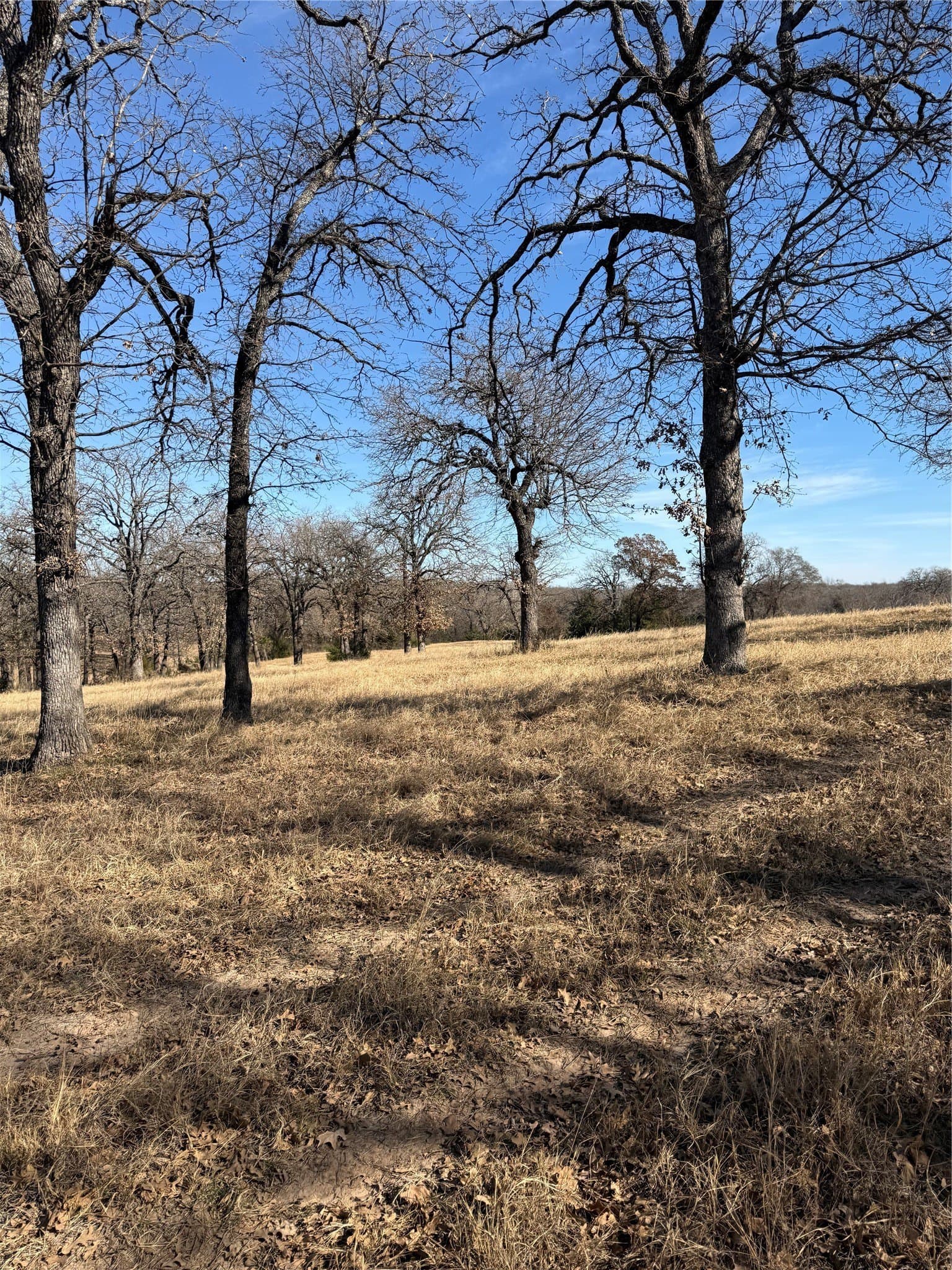 10.62 acres in Wise County gallery image 2
