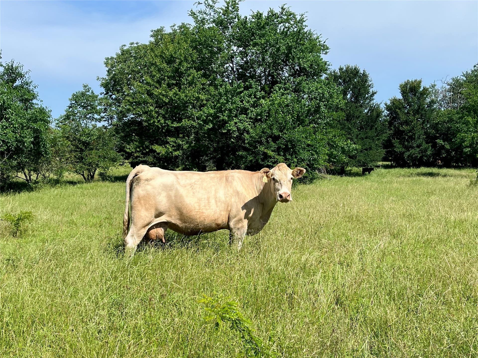 200 acres in Franklin (TX) County gallery image 3