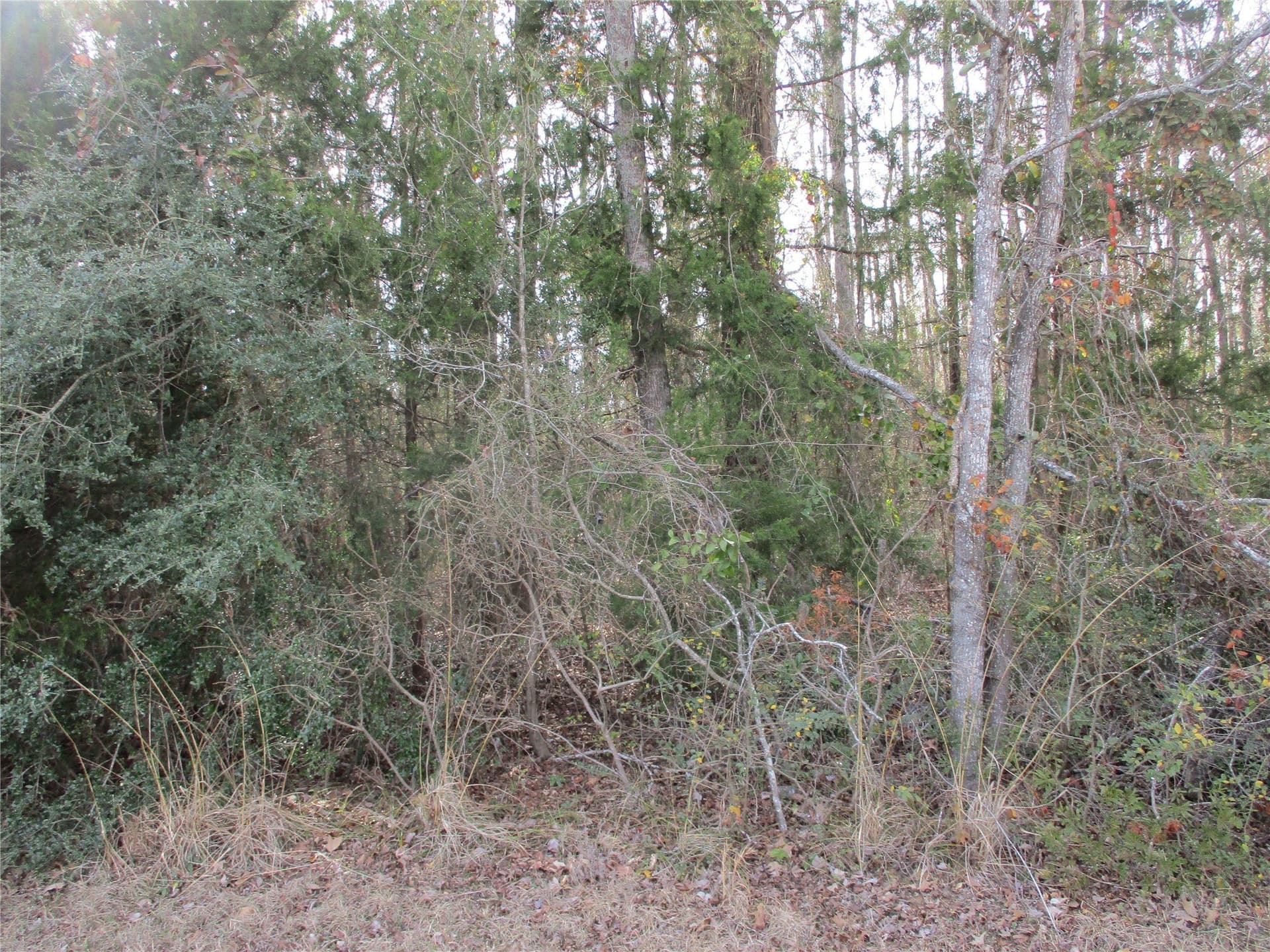 6.62 acres in Wood County gallery image 4