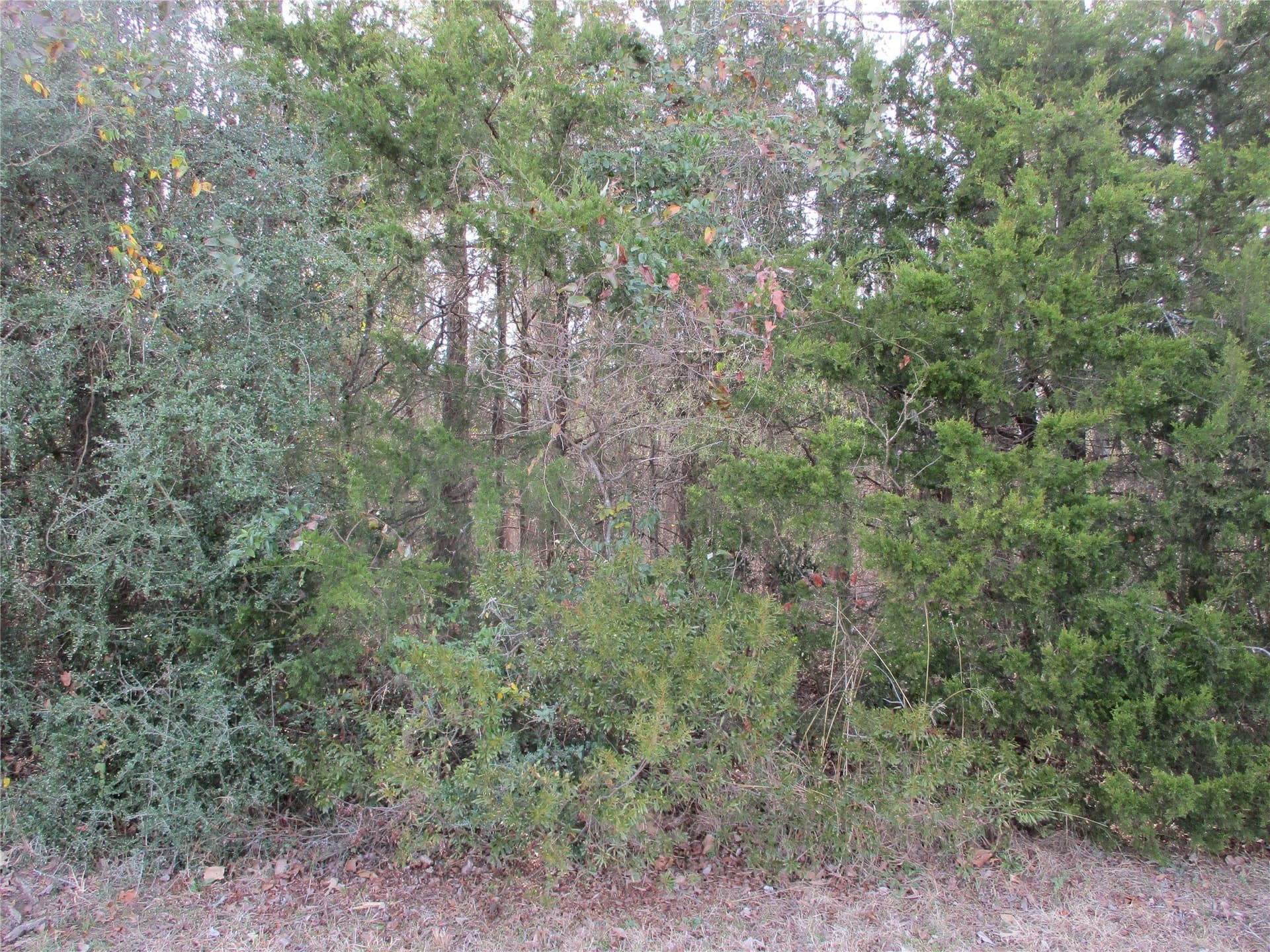 6.62 acres in Wood County gallery image 3