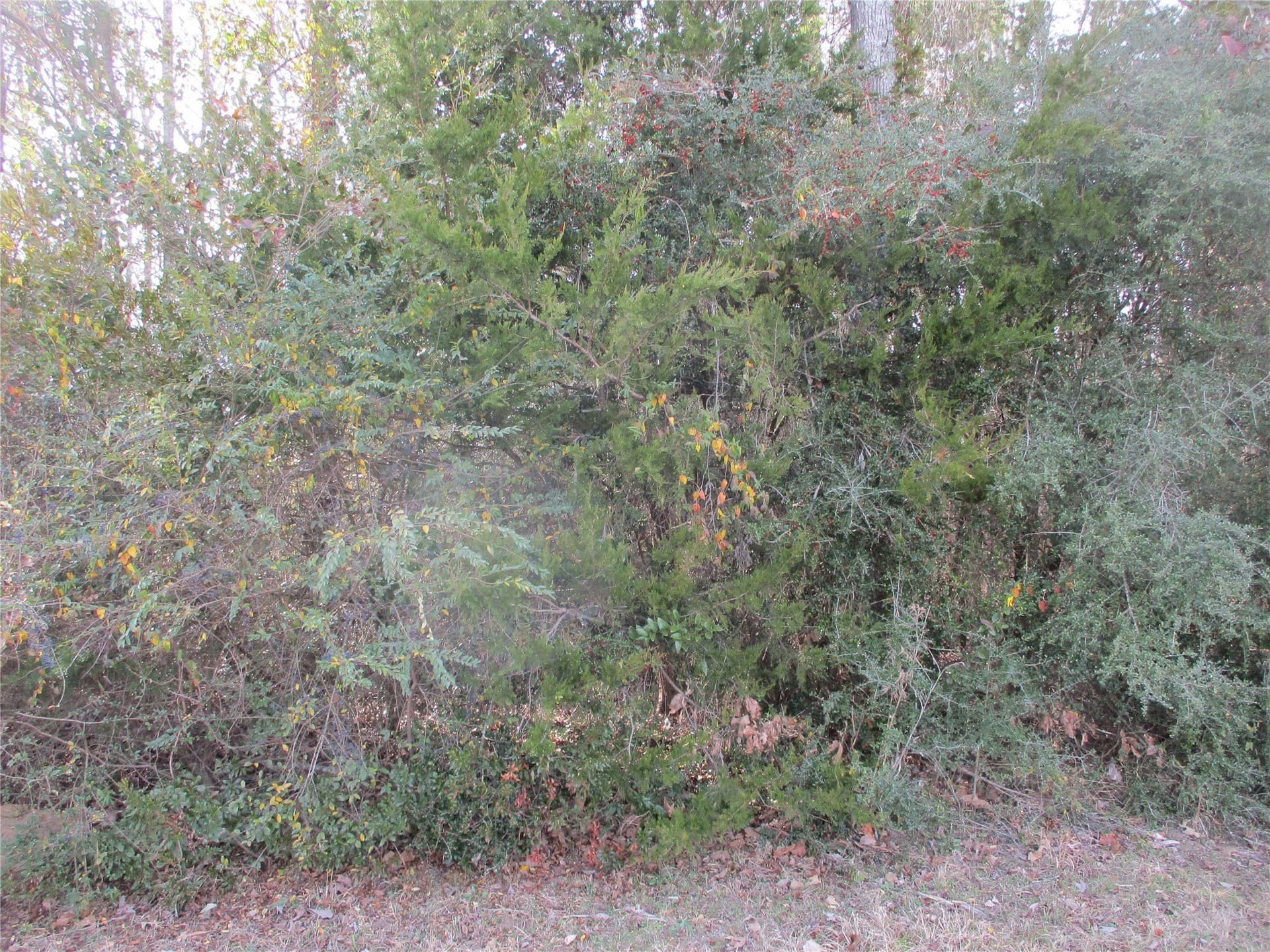 6.62 acres in Wood County gallery image 2