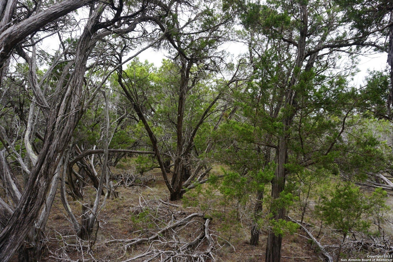 16.7 acres in Hays County - photo 42