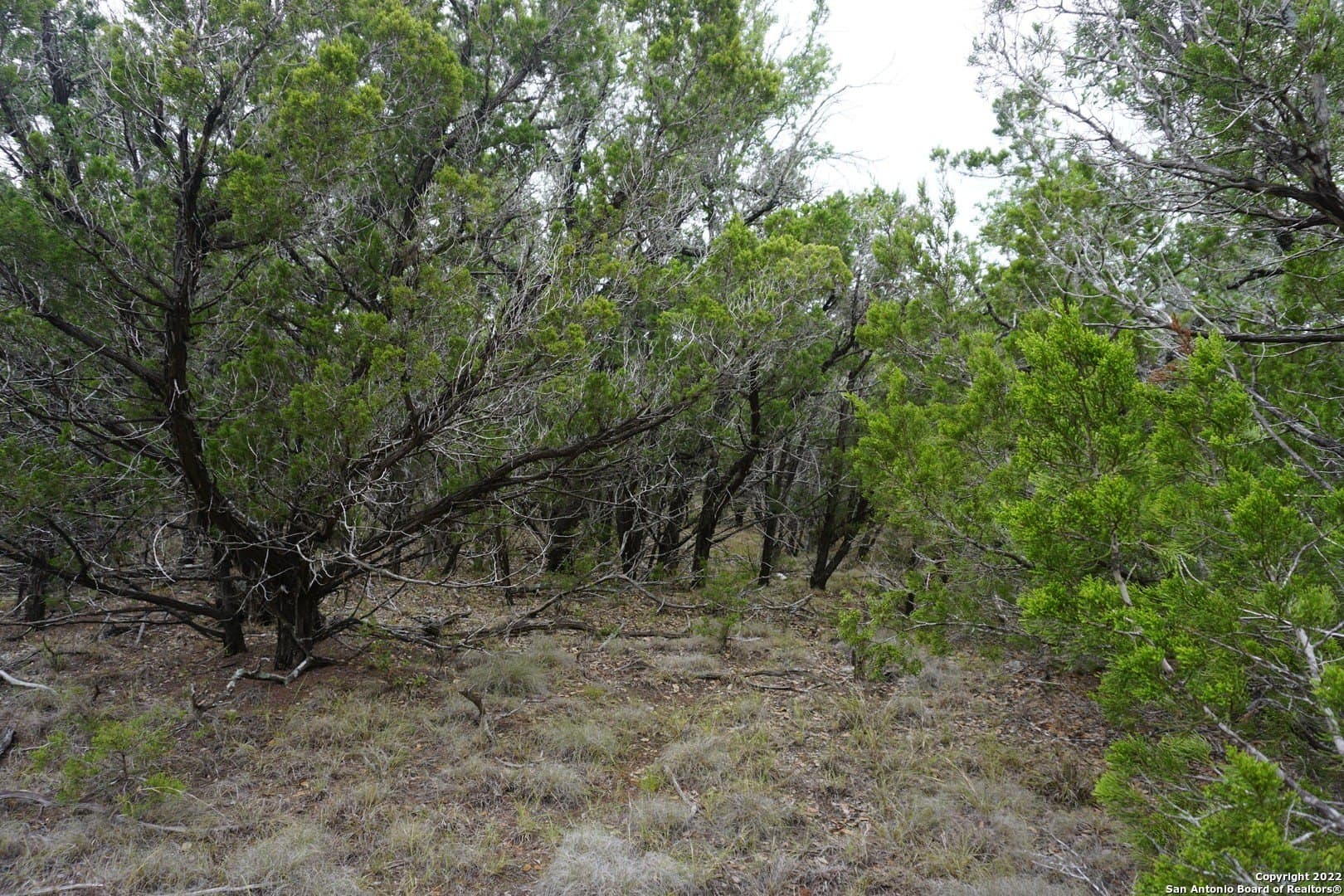 16.7 acres in Hays County - photo 37