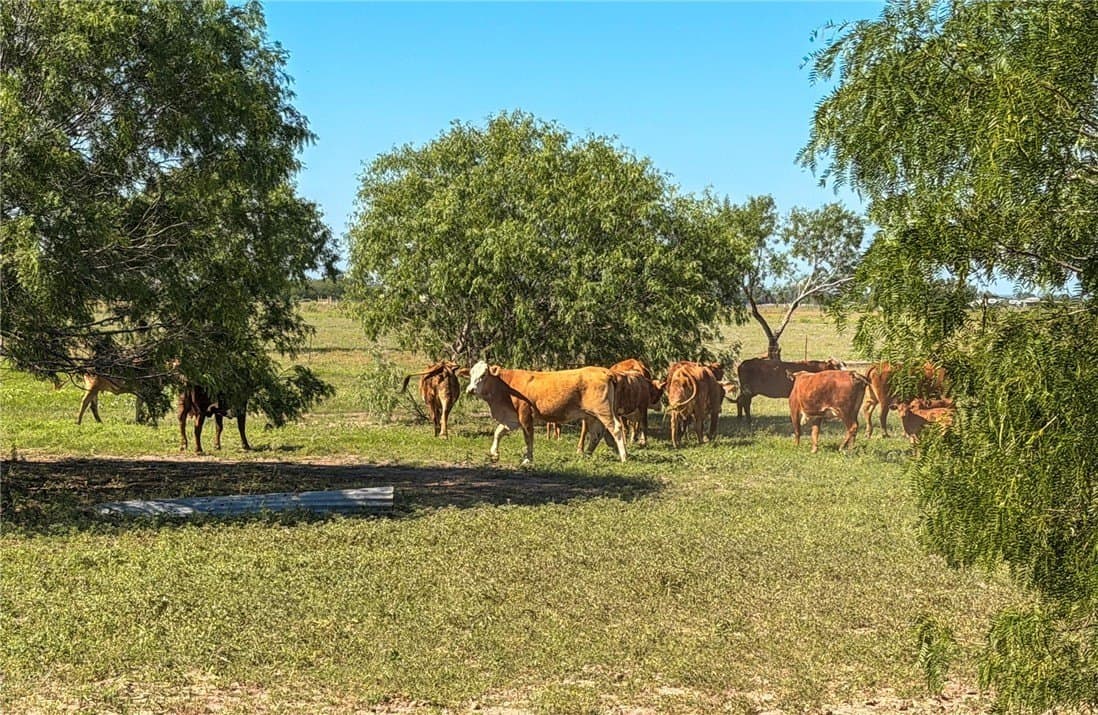 20 acres in Live Oak County - photo 34