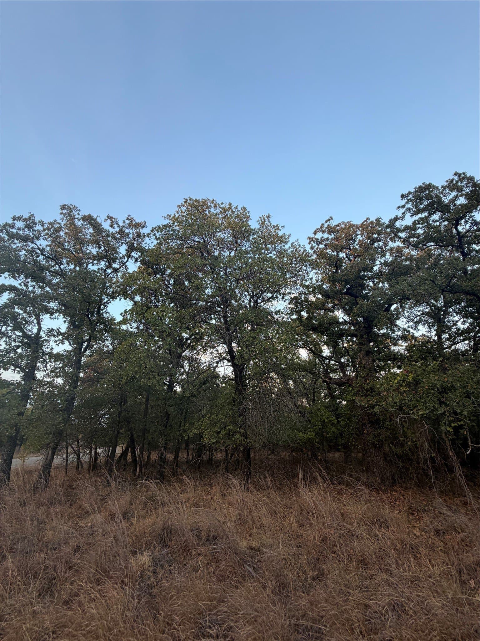 0.25 acres in Montague County - photo 3