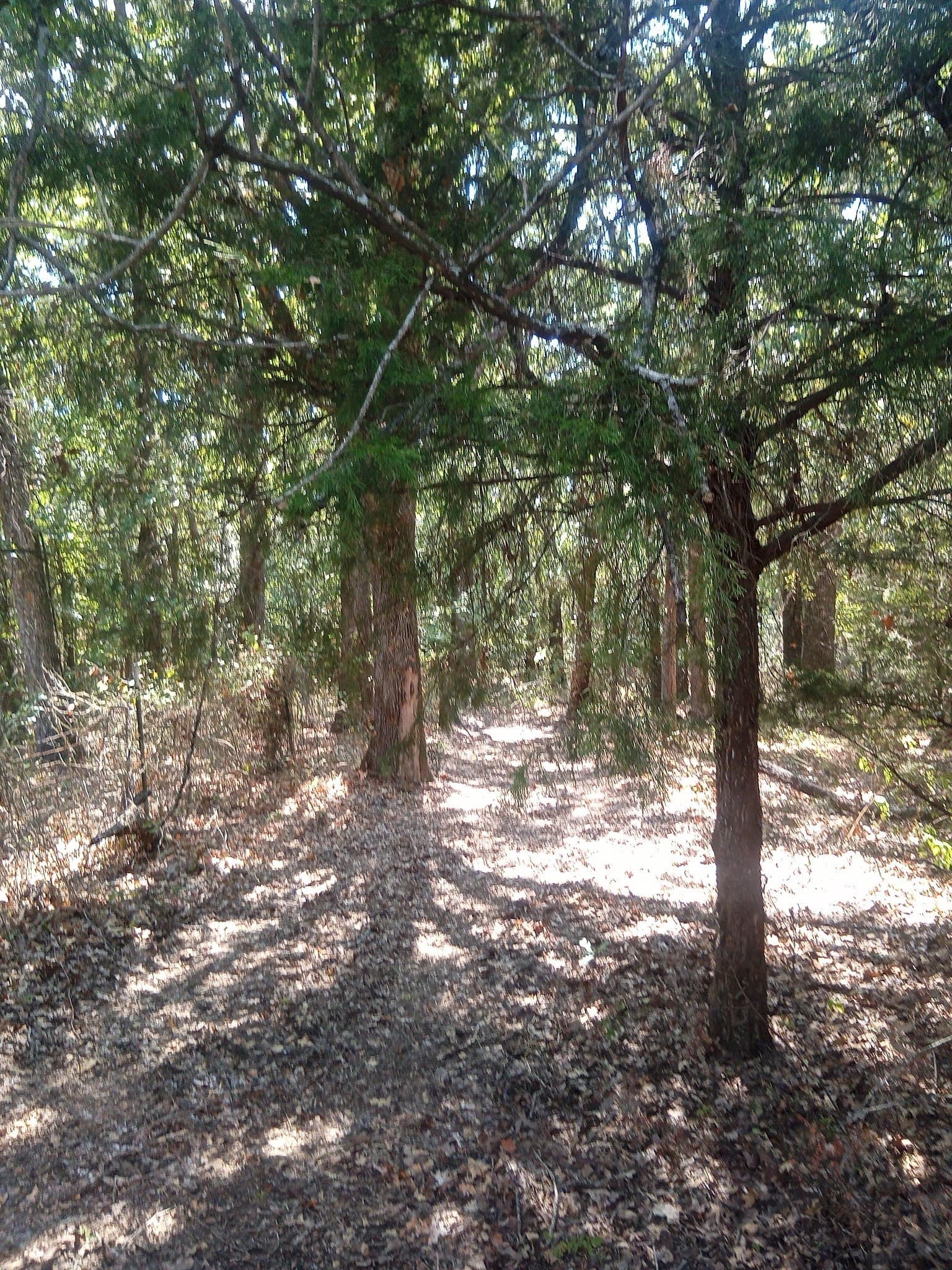 10.13 acres in Hill County - photo 6