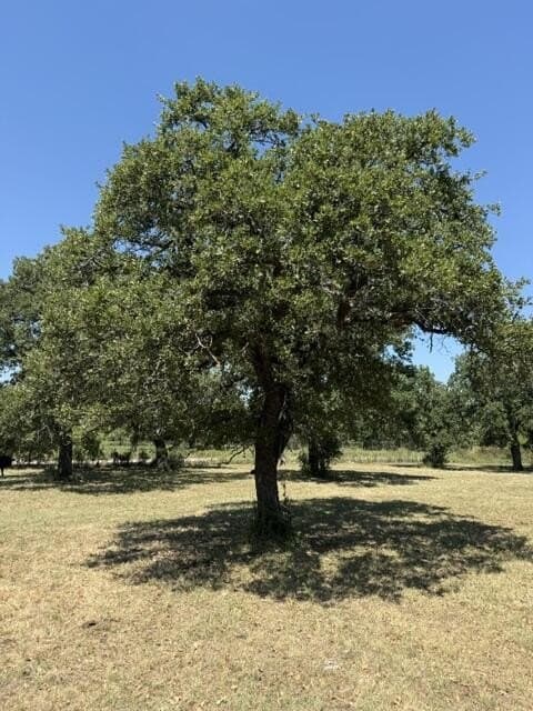 10.53 acres in San Saba County - photo 41