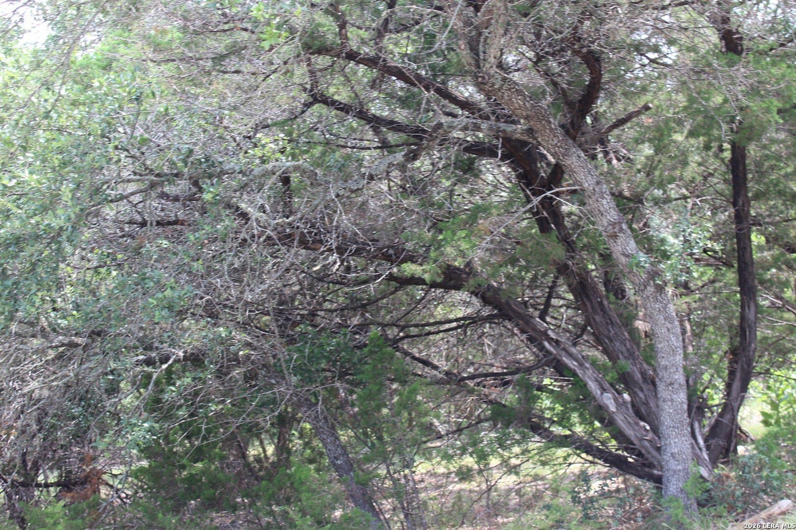 0.86 acres in Comal County gallery image 2