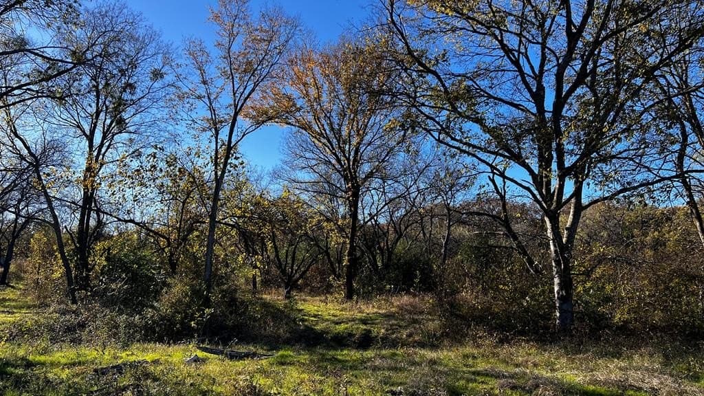 1.25 acres in Kaufman County gallery image 4