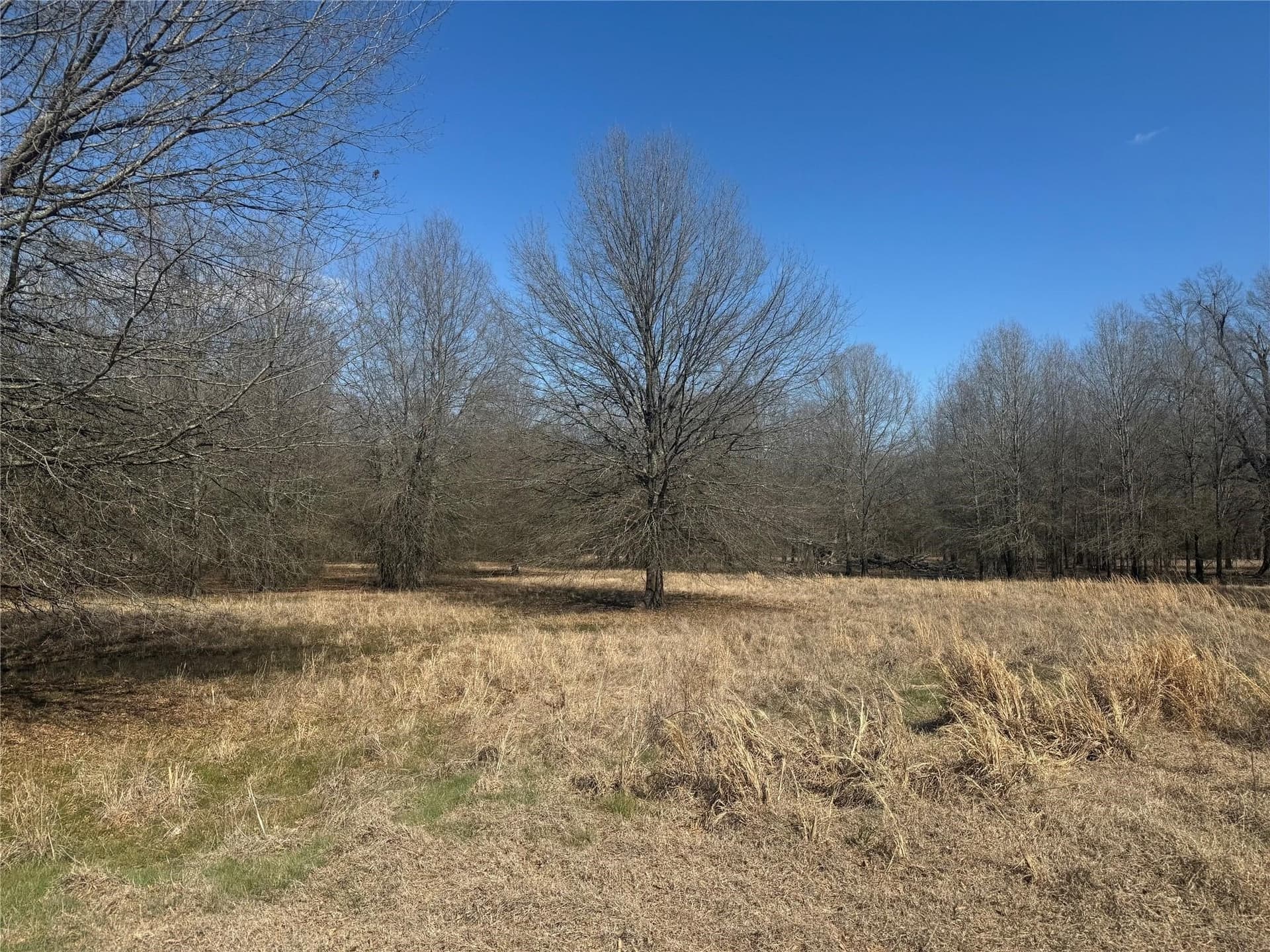 3.34 acres in Lamar County gallery image 4