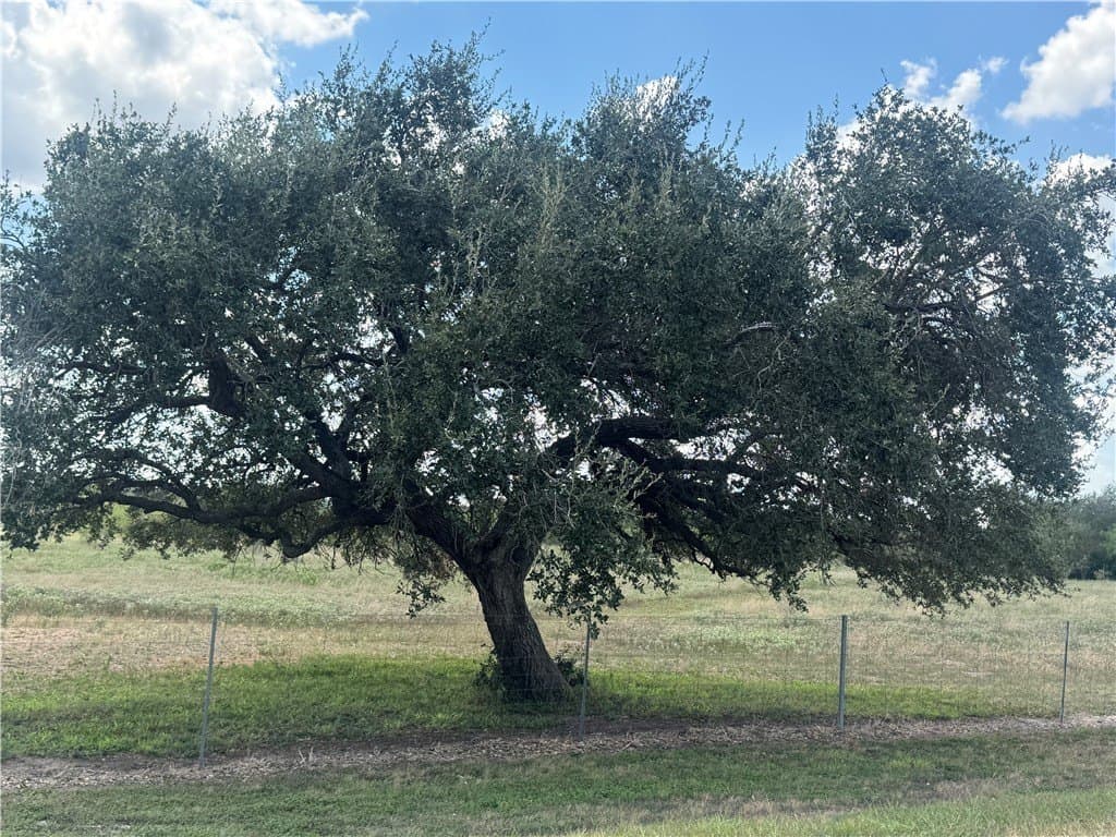 36.73 acres in Bee County gallery image 4