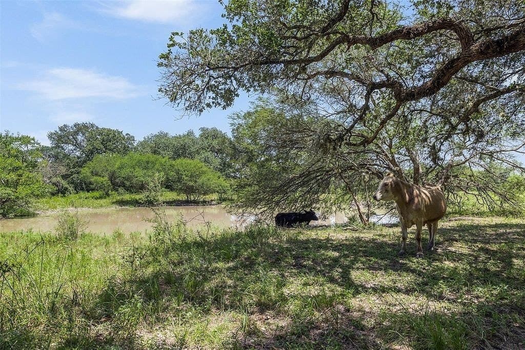 72.96 acres in Colorado County - photo 6