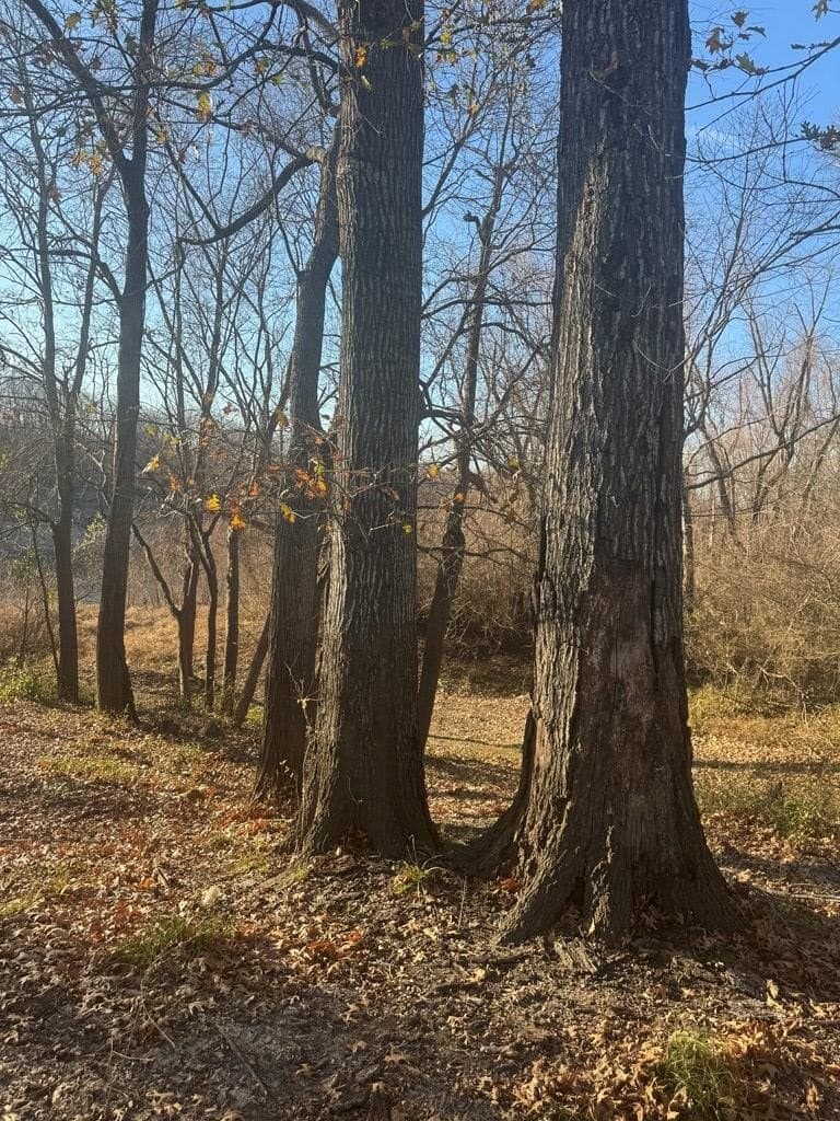 82.72 acres in ANDERSON County featured view