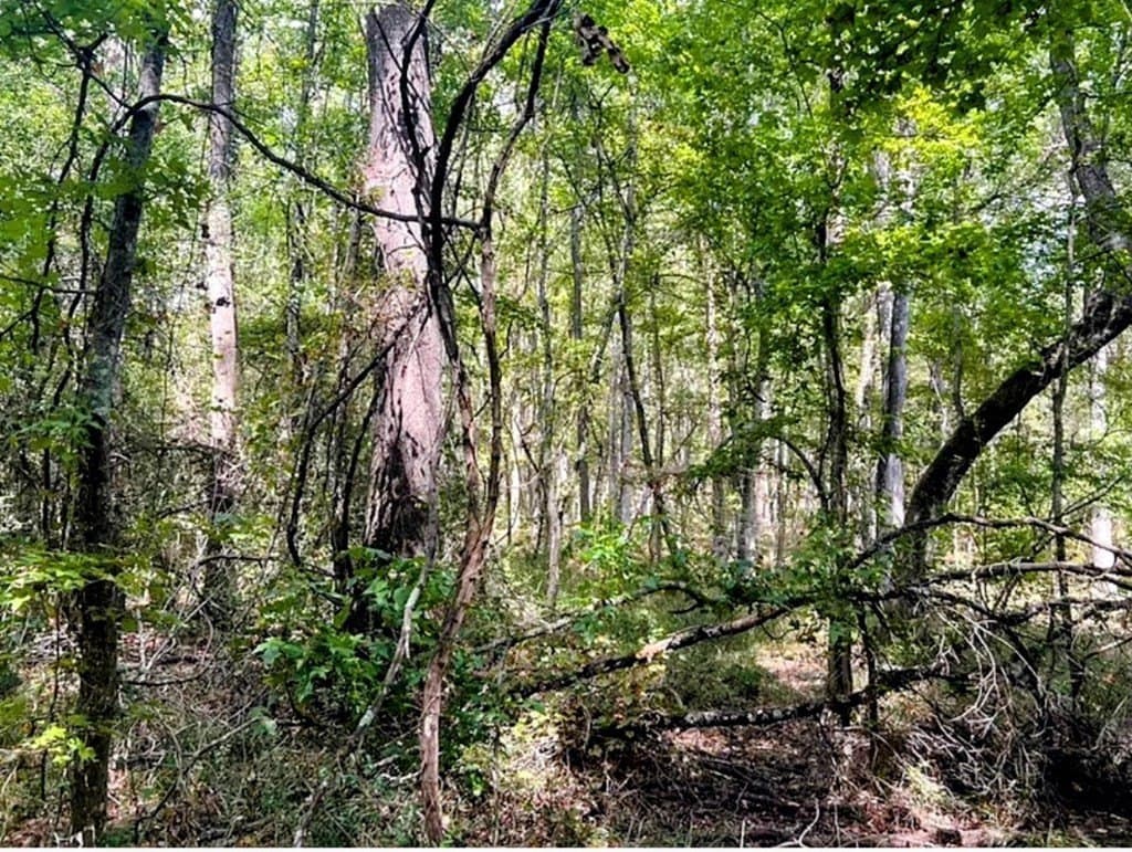 6.18 acres in ANDERSON County gallery image 3