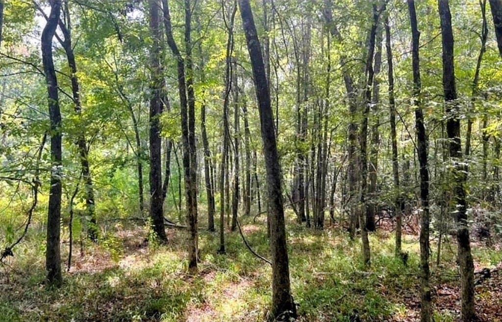 6.18 acres in ANDERSON County gallery image 4