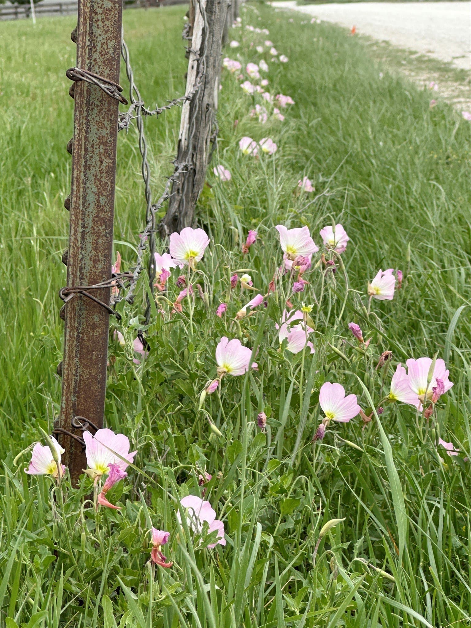 2 acres in Cooke County - photo 4